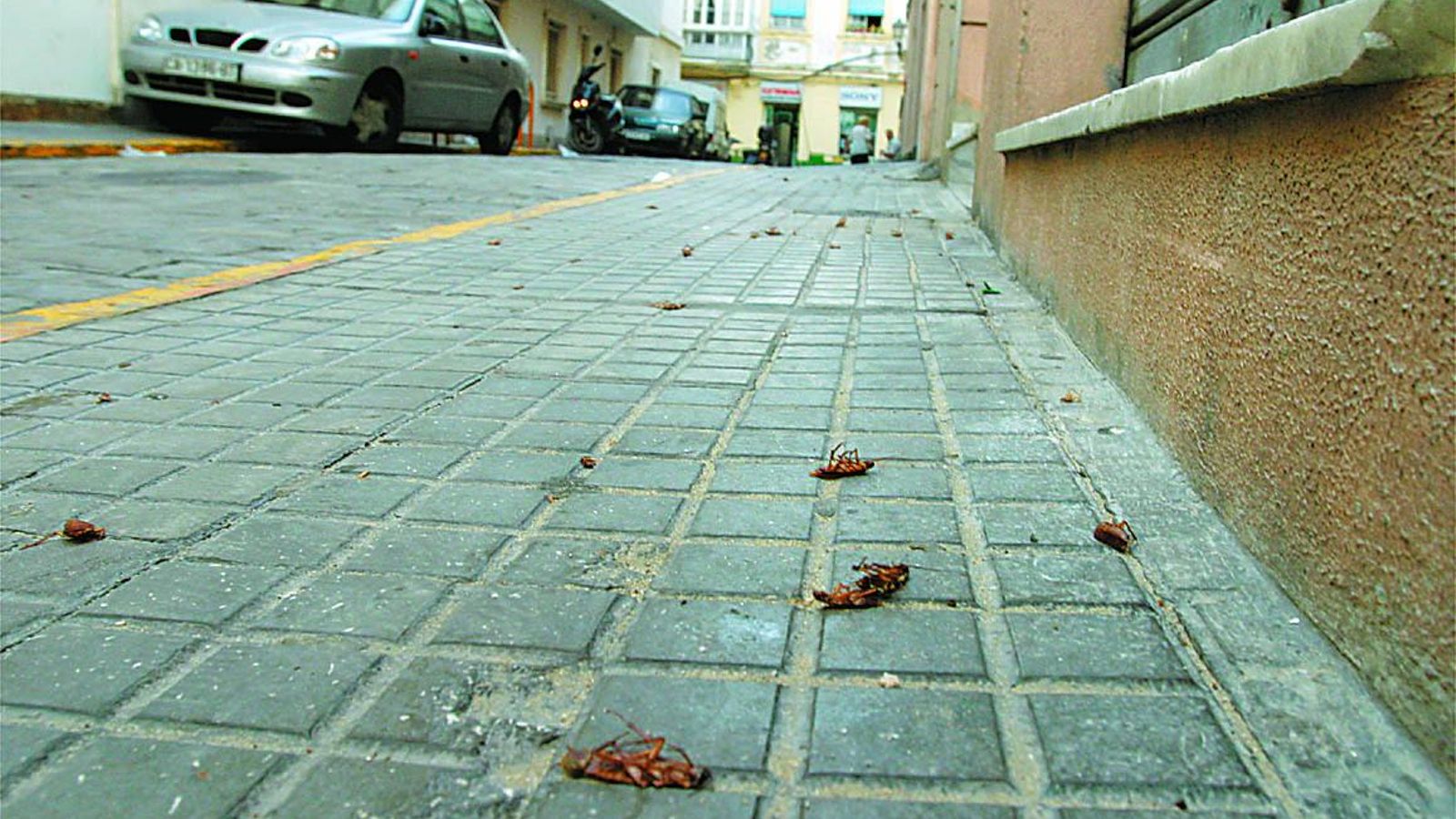 Cucarachas en la calle.