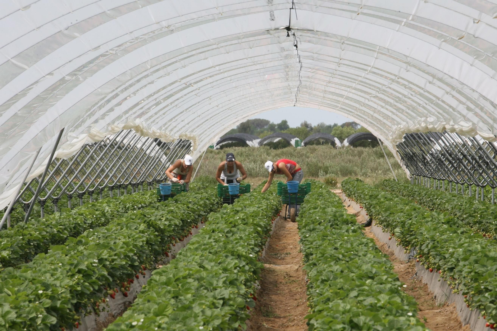 Un grupo de mujeres en una plantación de fresas.
