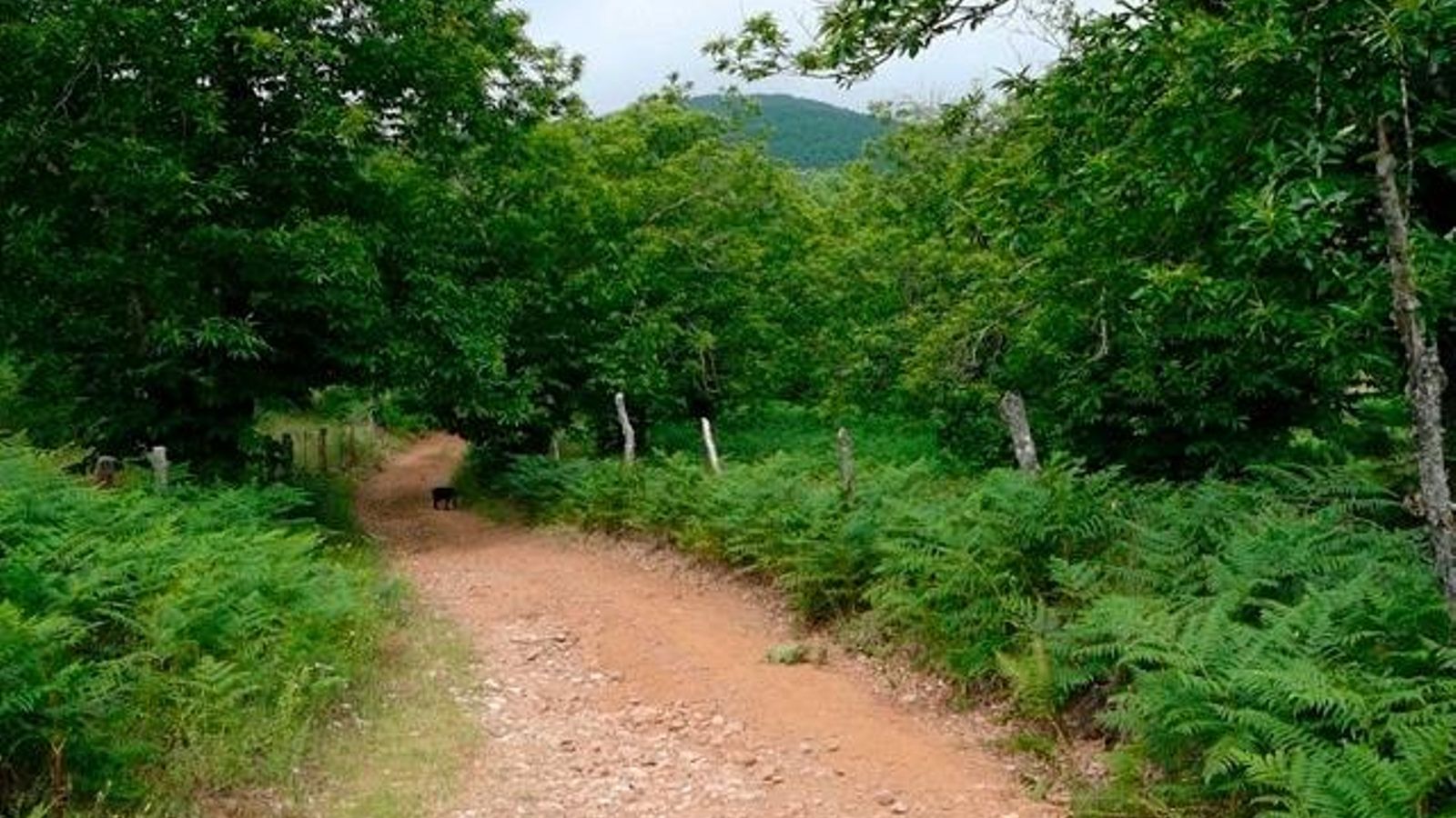Sendero Castaño del Robledo-Fuenteheridos