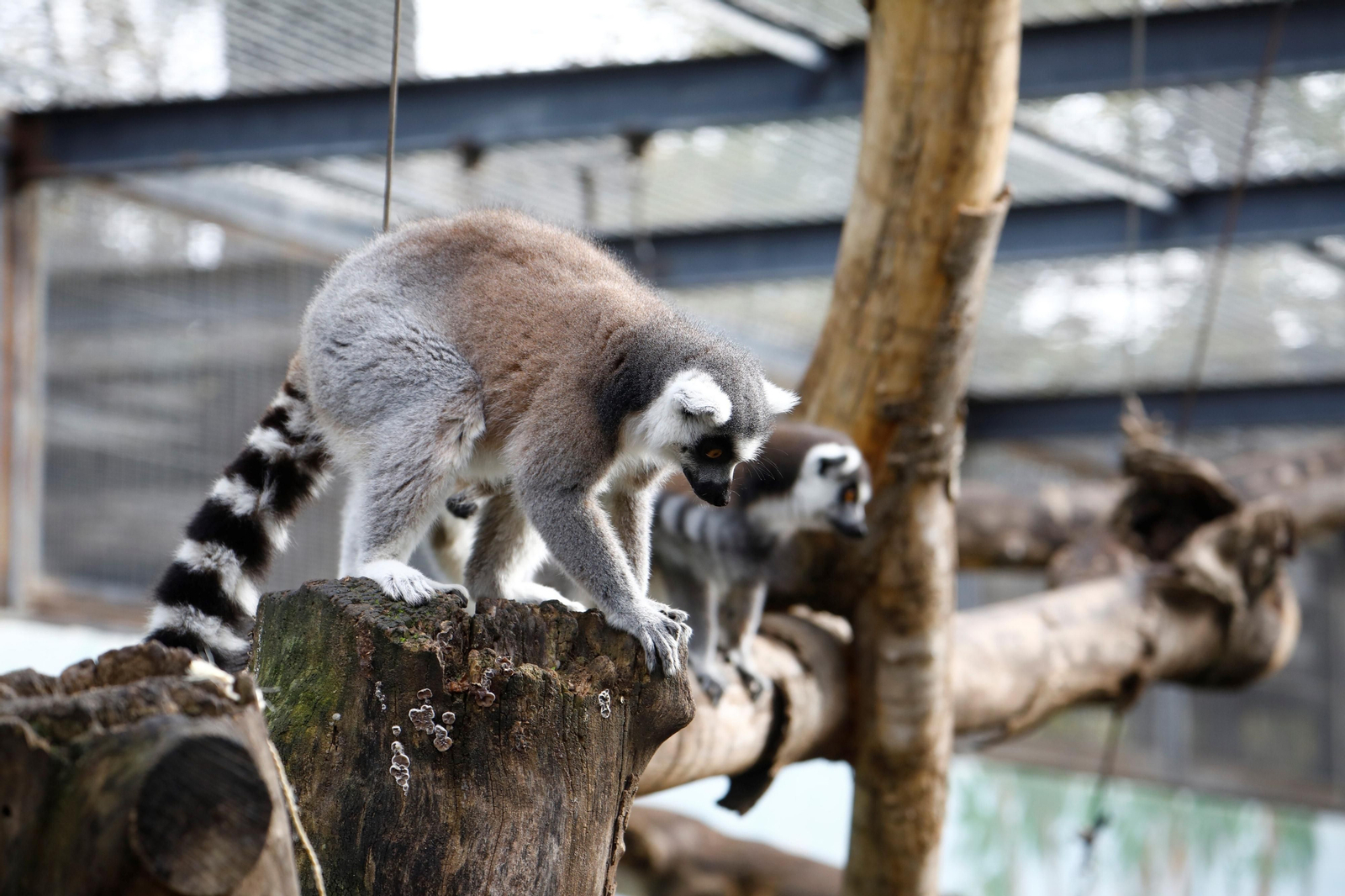 Así son las Aulas Específicas del Zoo de Córdoba en las que niños interactúan con lemures, en imágenes