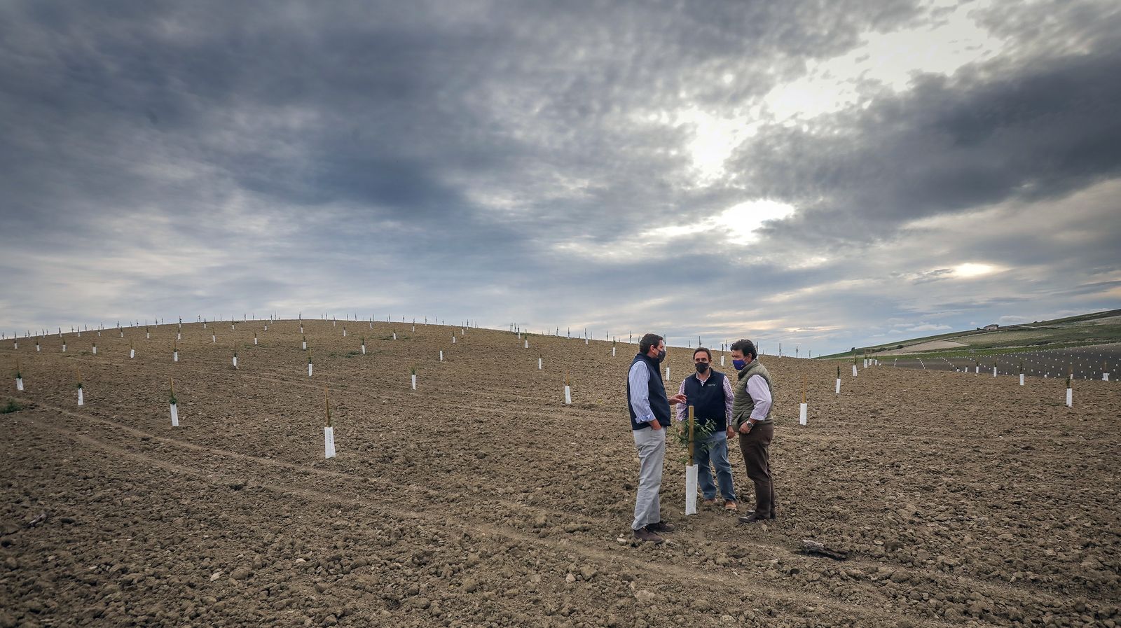 Almendros y olivos en plena campiña jerezana