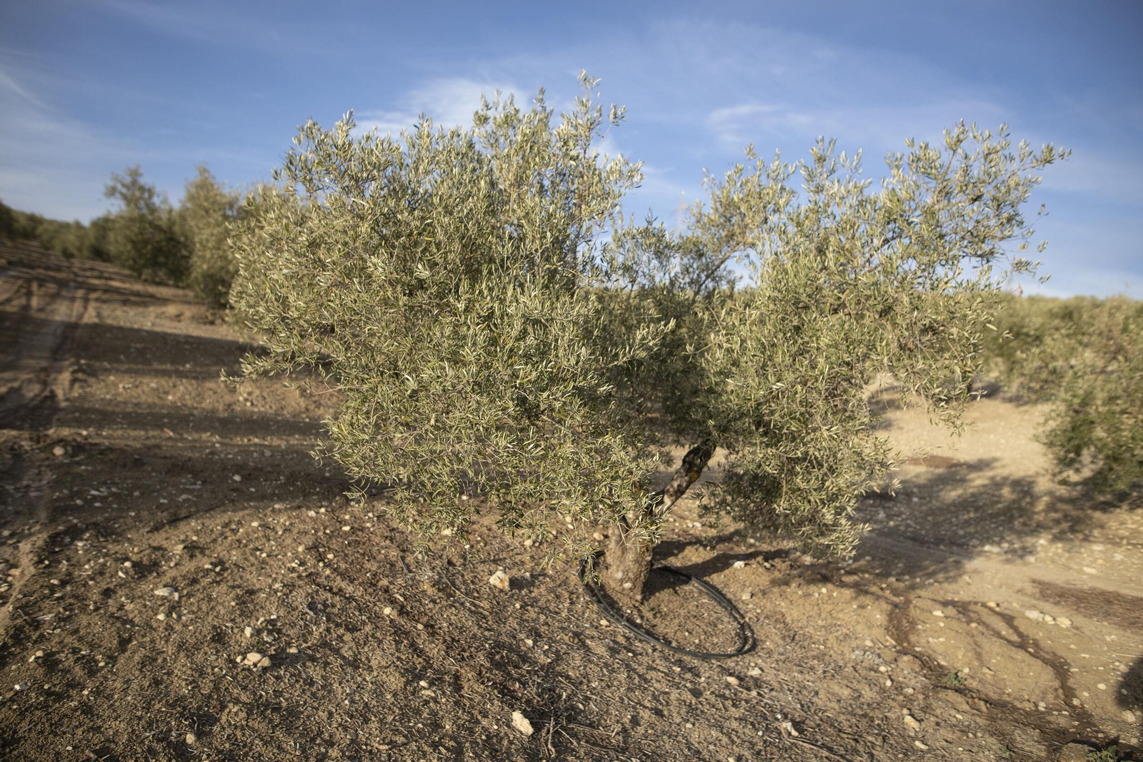 Cultivo de olivos.
