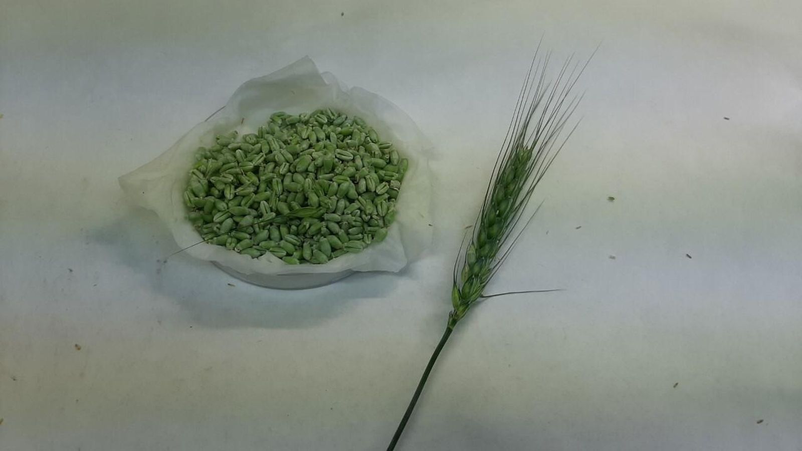 Espiga y granos con los que se ha trabajado