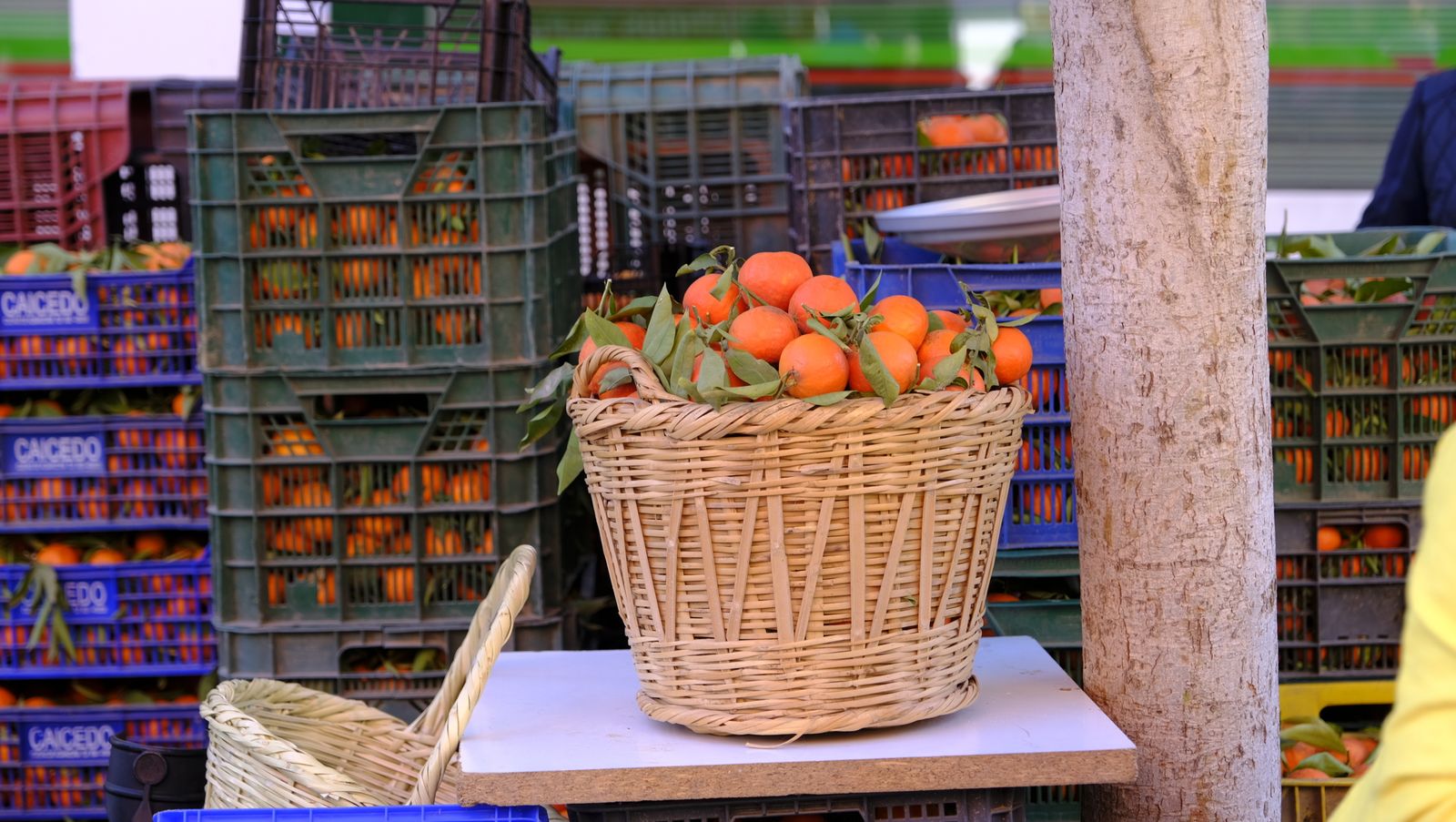El Día de la Naranja en Gádor, en imágenes