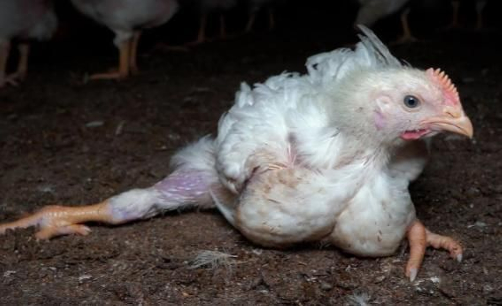 El estado de uno de las gallinas