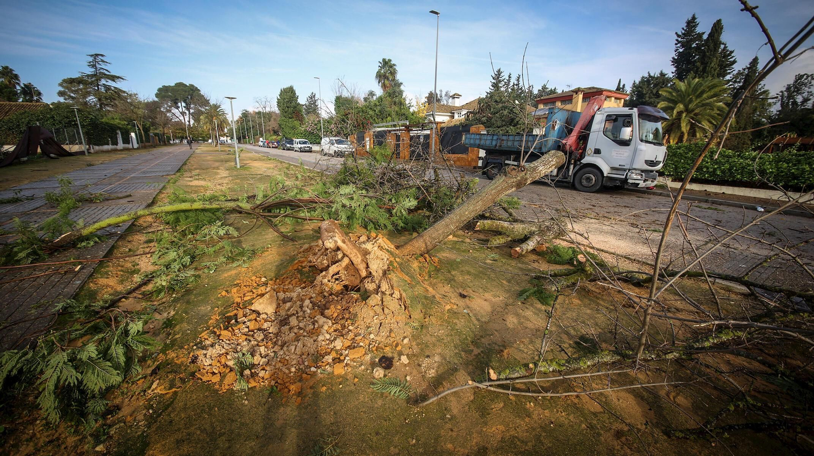 Un árbol caído en la zona del Cuco.