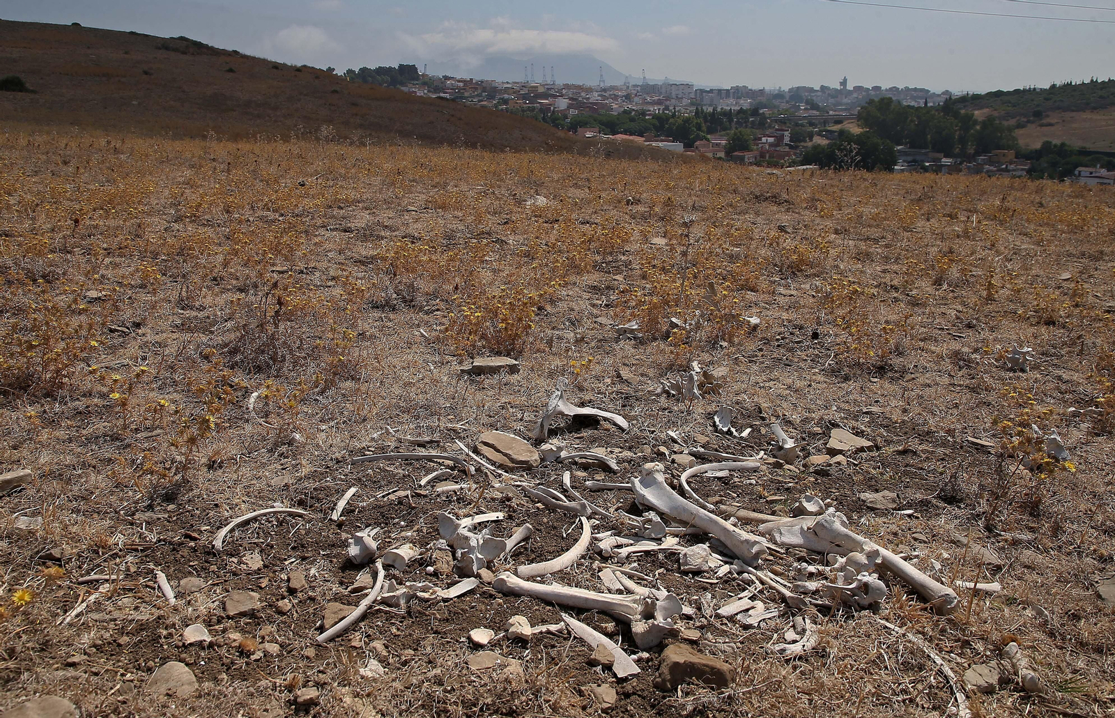 El cementerio ilegal de caballos de Algeciras, en imágenes
