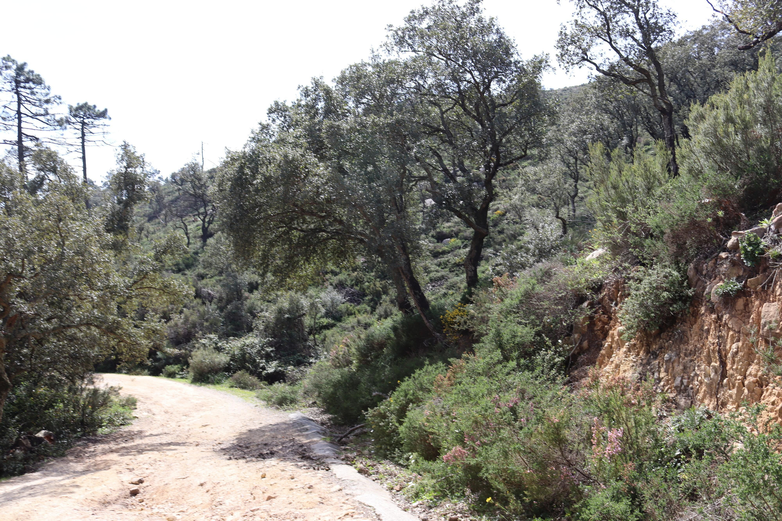Fotos de la flora y fauna del Parque Natural de Los Alcornocales