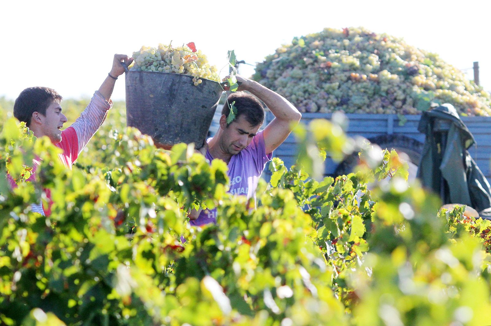 Imágenes de la vendimia en el Condado de Huelva.
