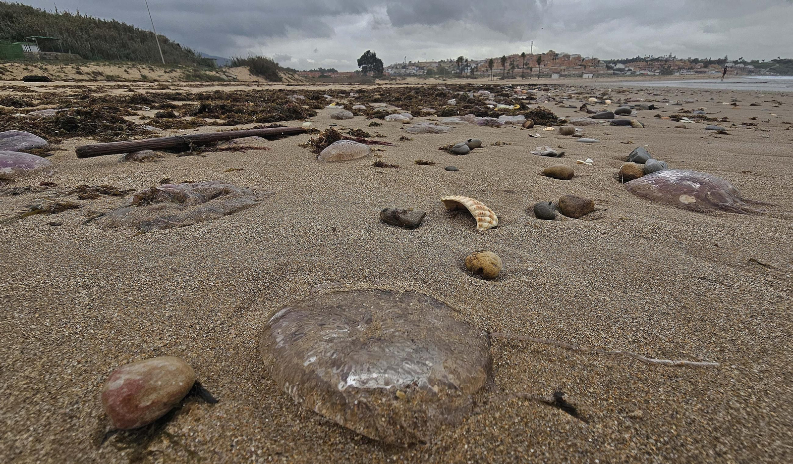 Fotos de las medusas en las playas de Algeciras