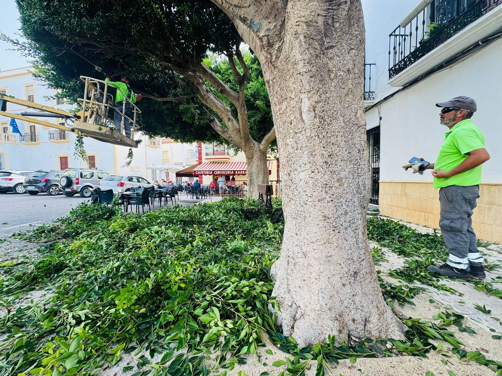 Ya han dado comienzo las podas en la Plaza de Cristo de la Luz.