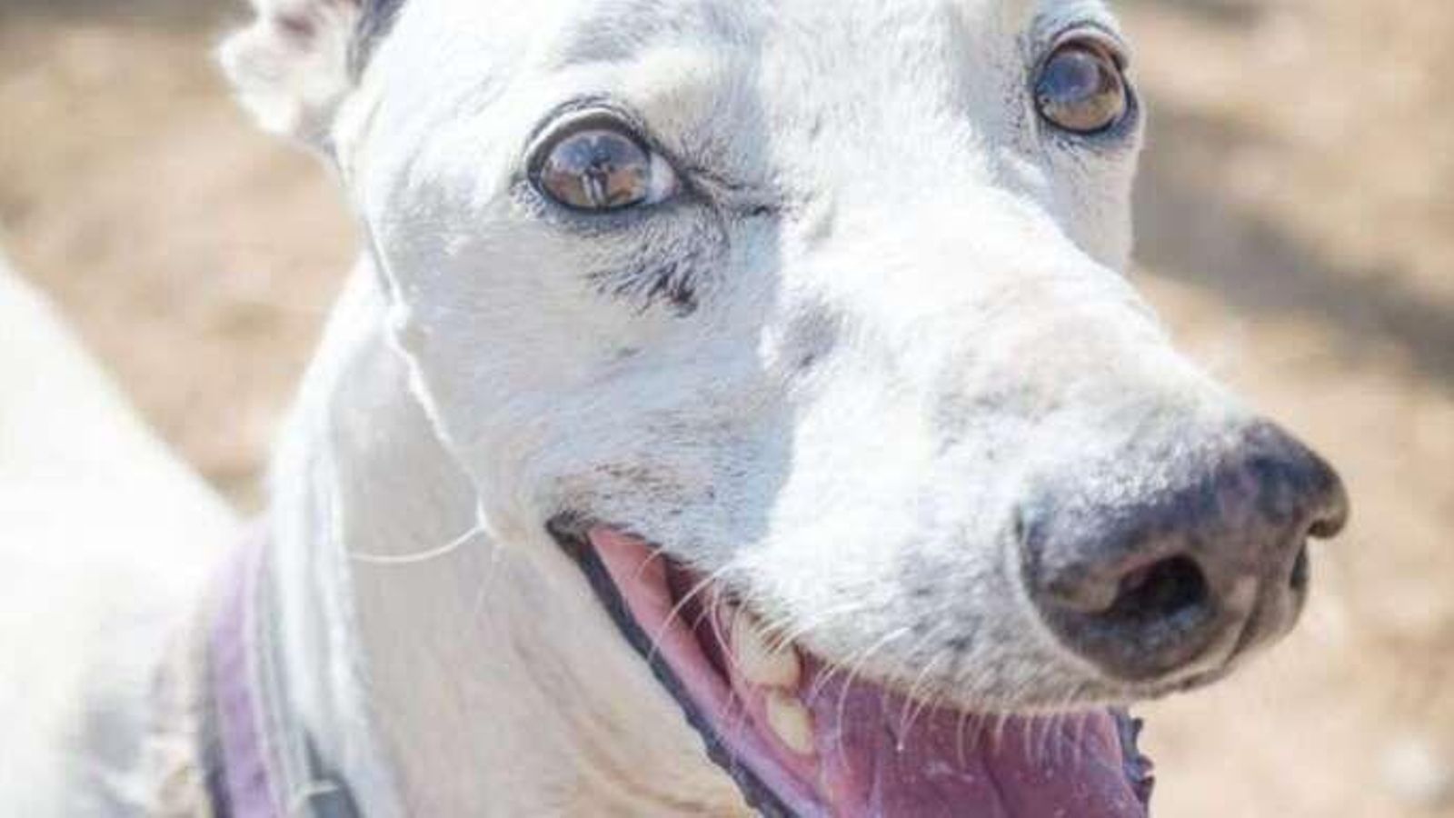 Horus tiene 12 años.