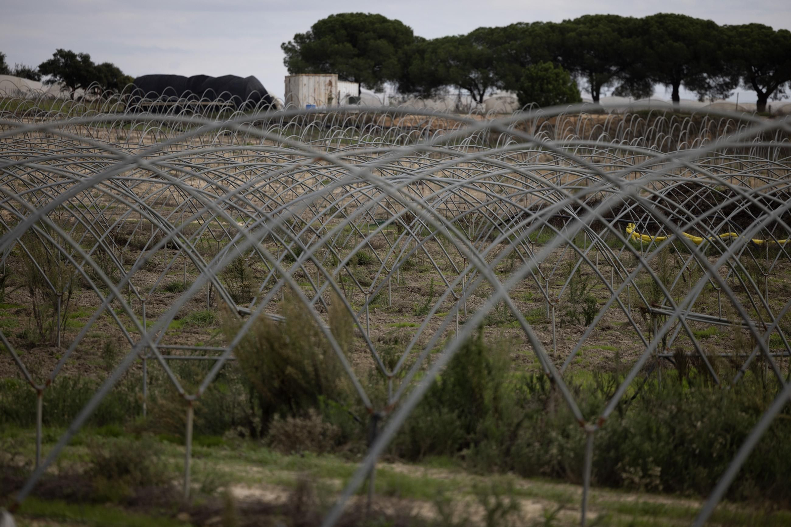 Las fotos de los cultivos en Doñana después del acuerdo sobre la regulación de regadios
