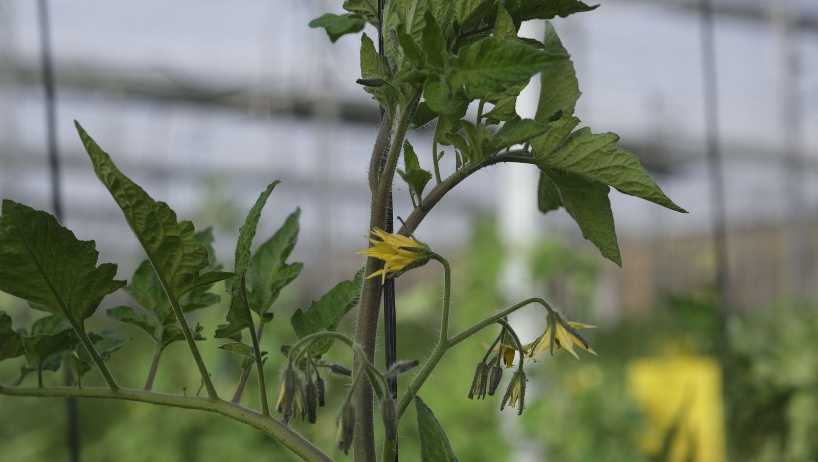 Los efectos del temporal de viento en los invernaderos, en imágenes