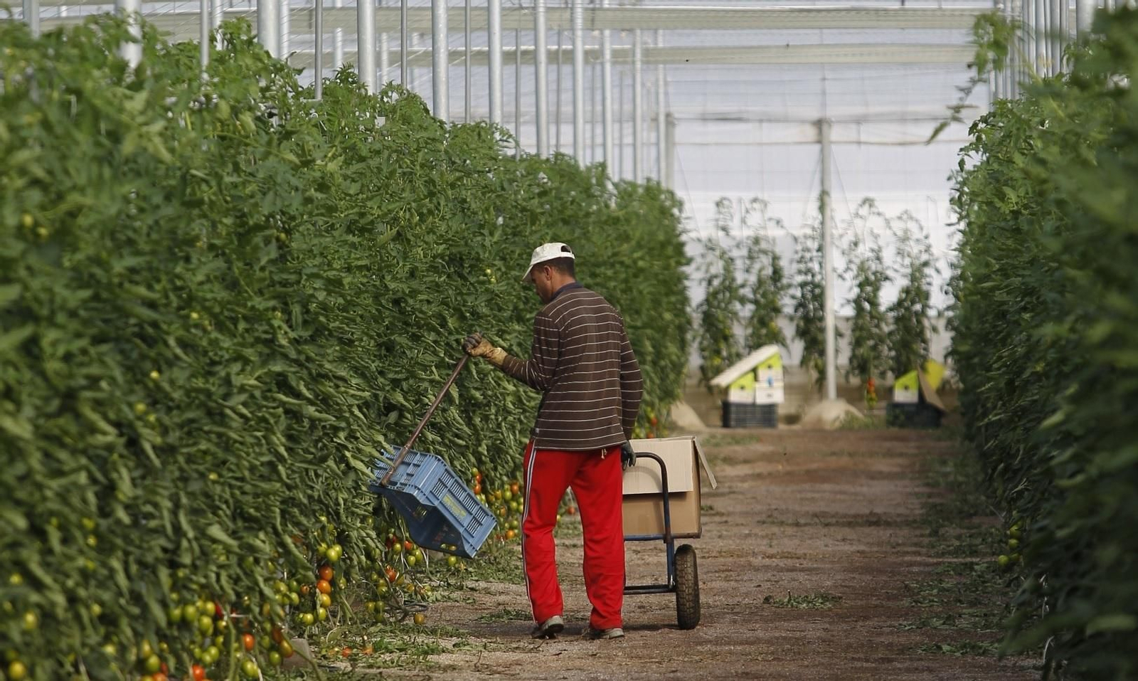 Imagen de archivo de un agricultor en un invernadero de San Isidro