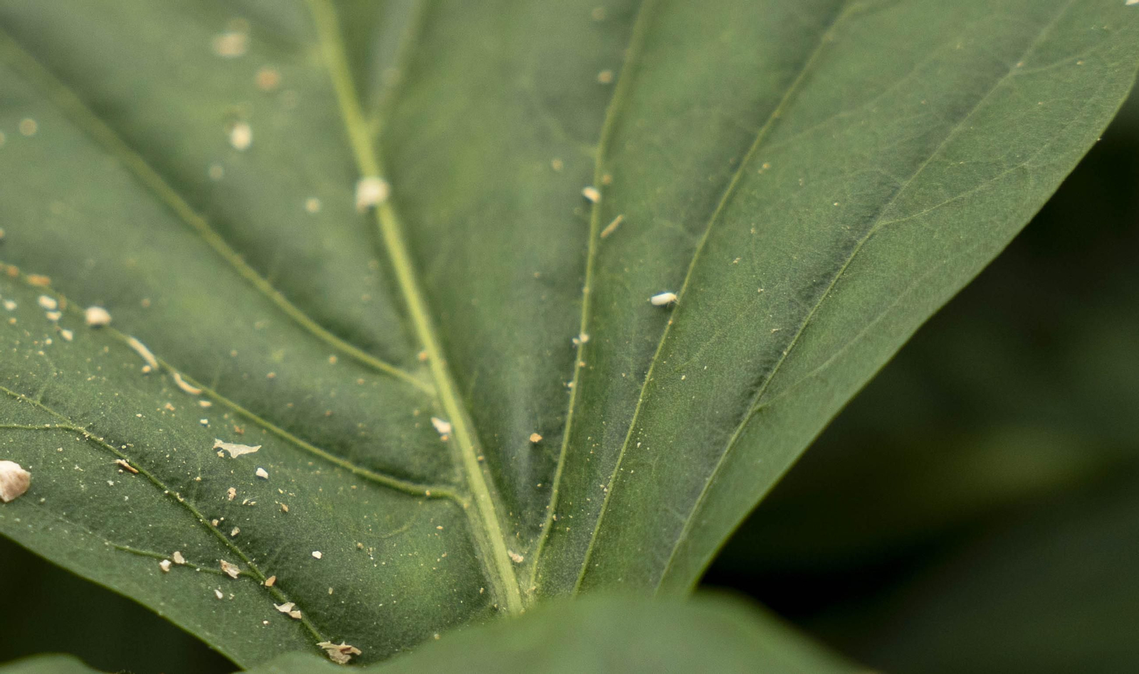 Las imágenes de la suelta de bichos depredadores para la lucha biológica en invernadero por Agrobio