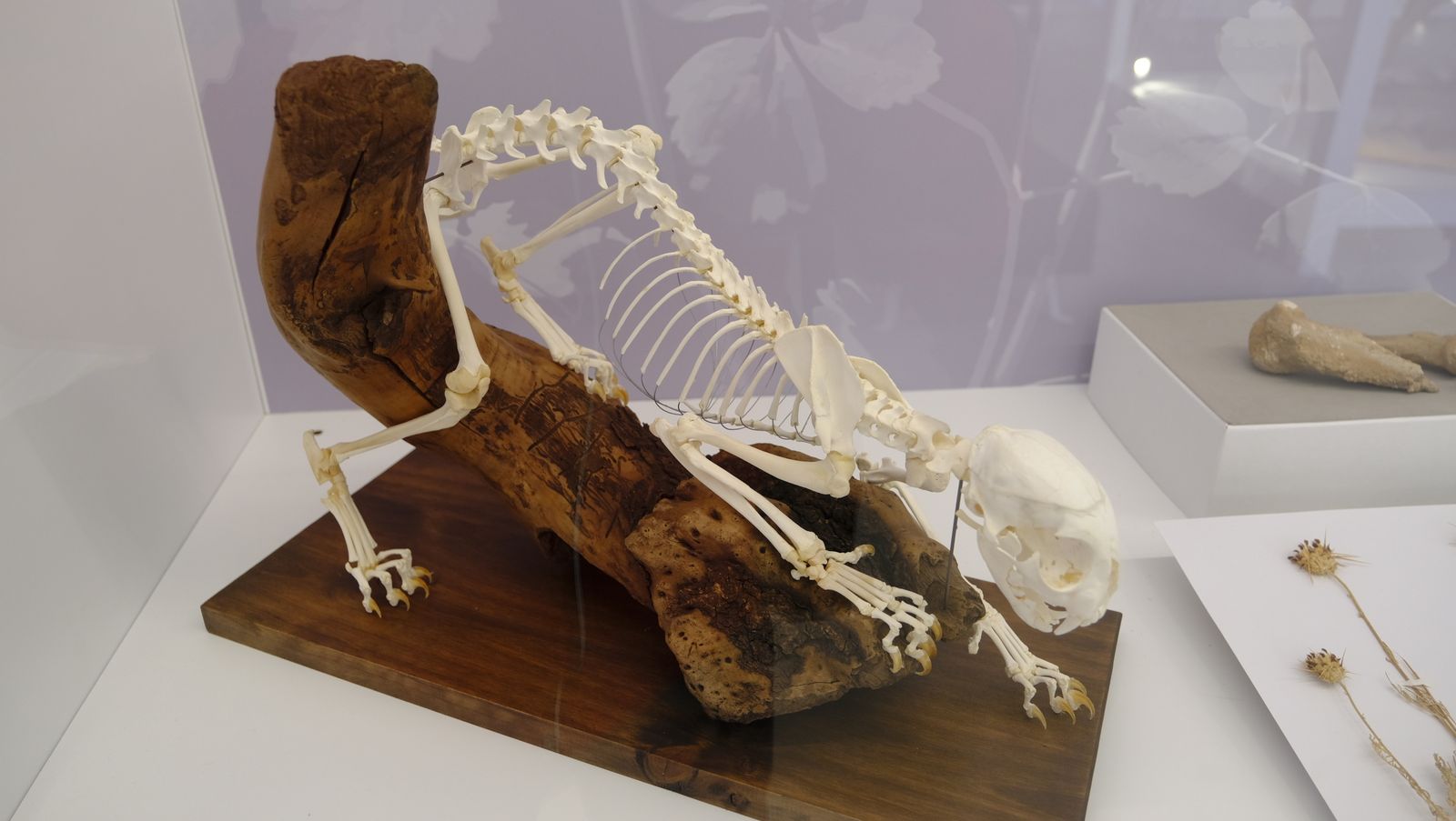 Las mejores imágenes del Pabellón de Historia Natural de la UAL