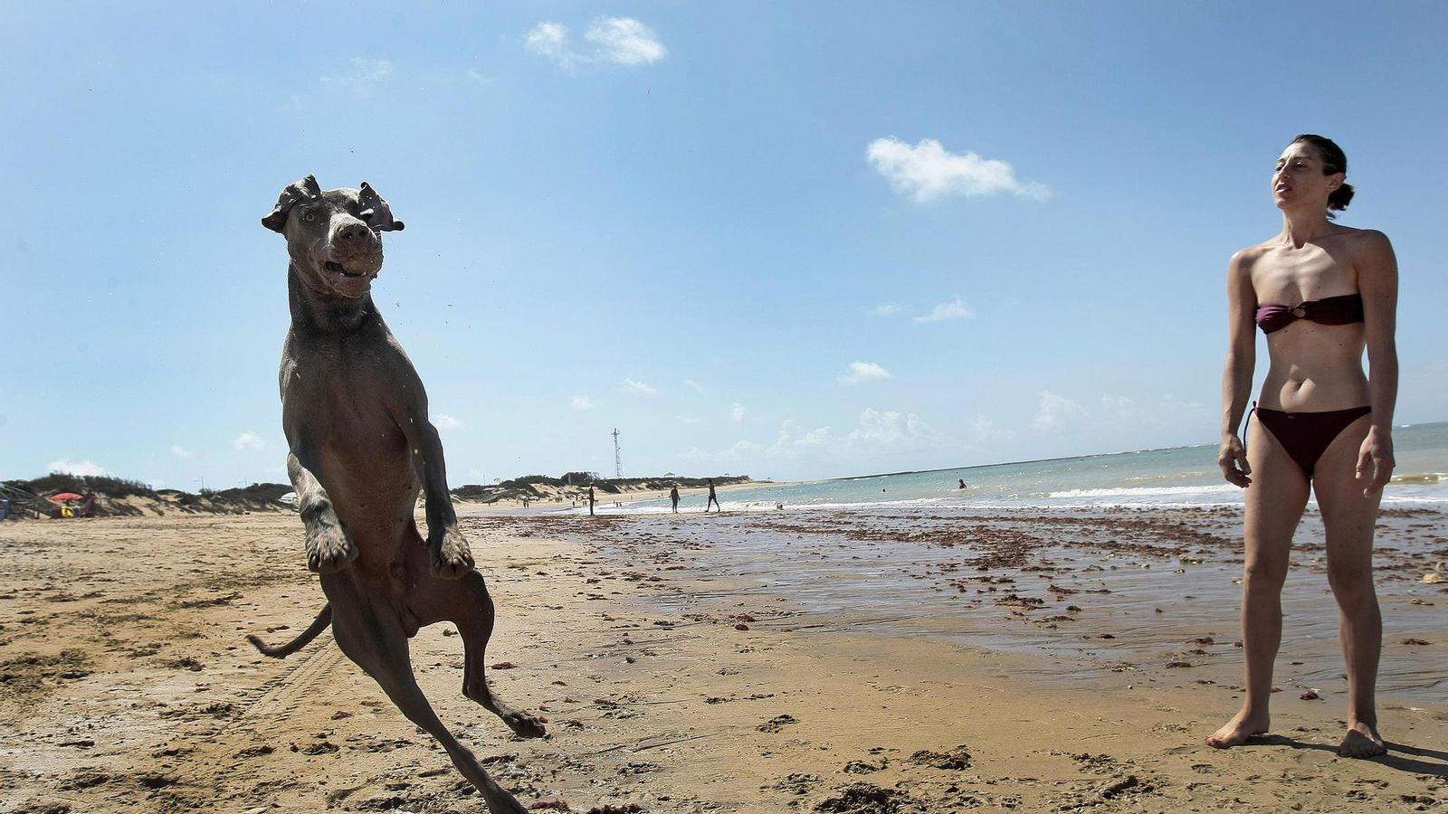Otro ejemplar con su dueña en una playa roteña. Otro ejemplar con su dueña en una playa roteña.