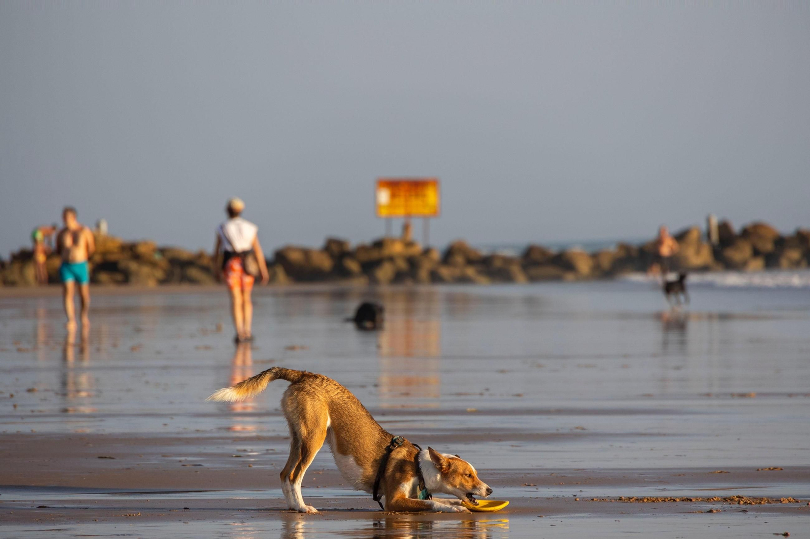 Así disfrutan los perros y sus dueños en la playa canina de Cádiz