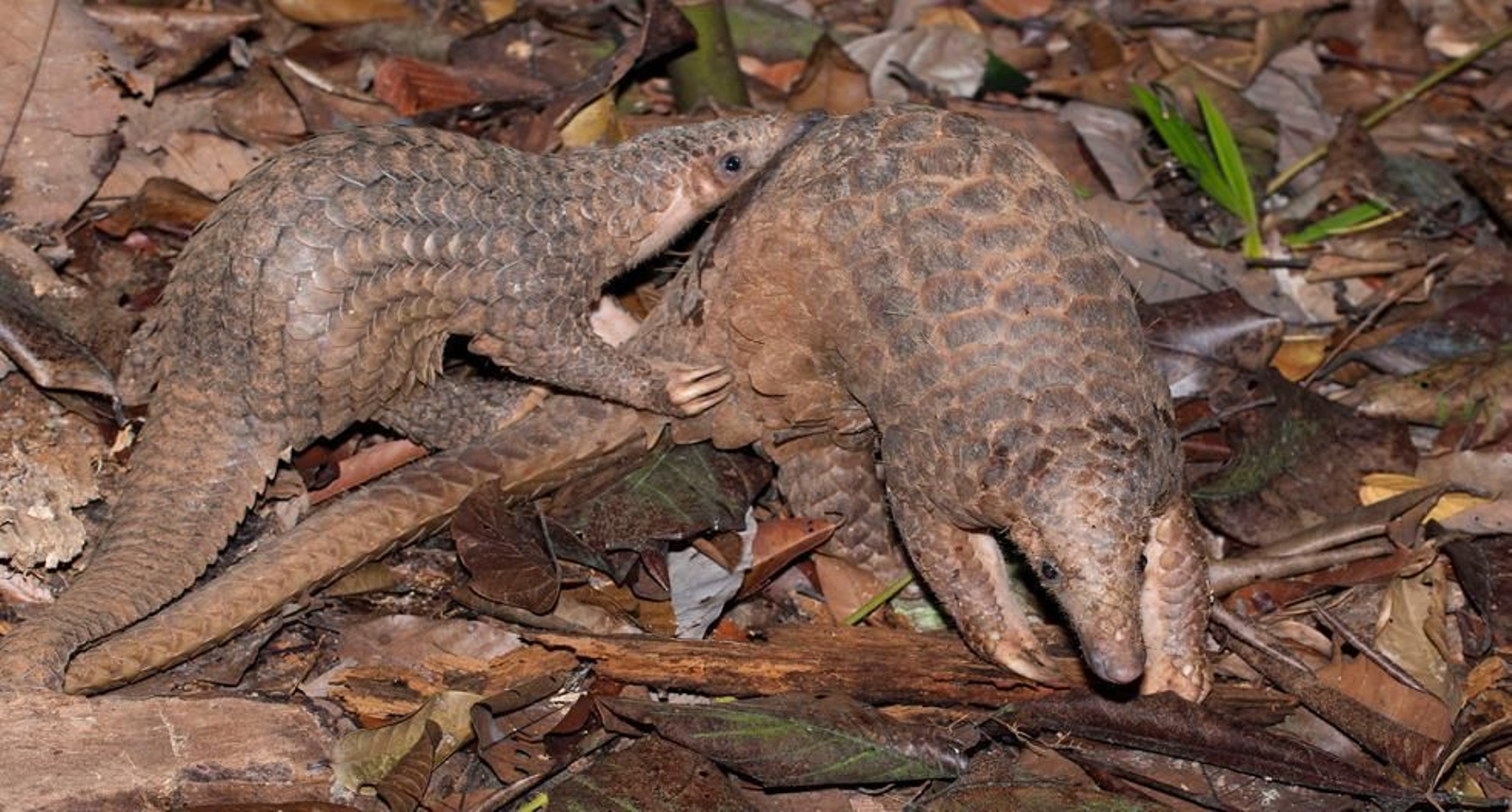 Dos pangolines