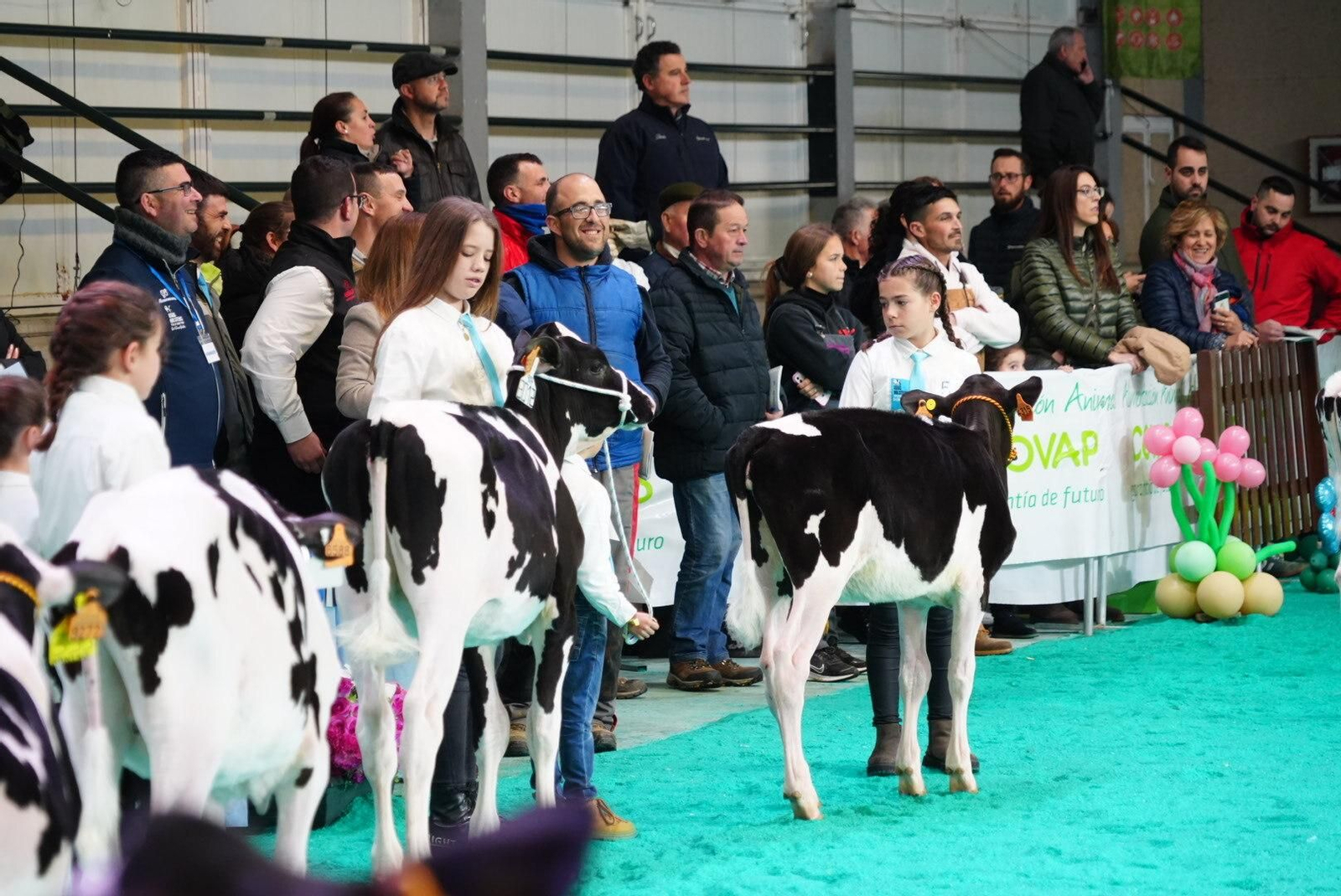 El Gran Campeonato de Novillas de la XVI Feria de Ganado Frisón Usías Holsteins de Dos Torres, en imágenes