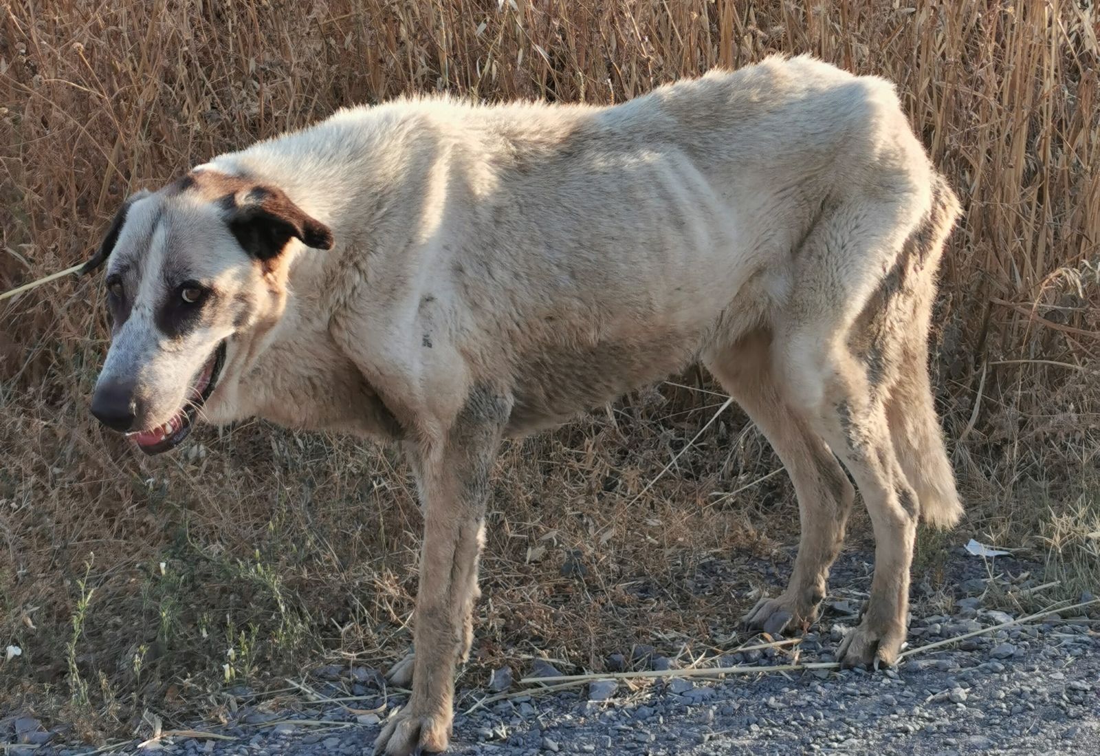 Un mastín deshidratado en Doñana.
