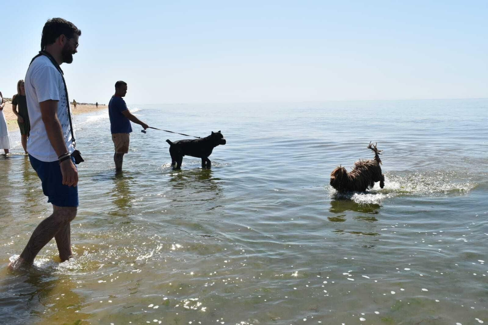 ¿Qué playas caninas de Huelva están habilitadas durante todo el año?