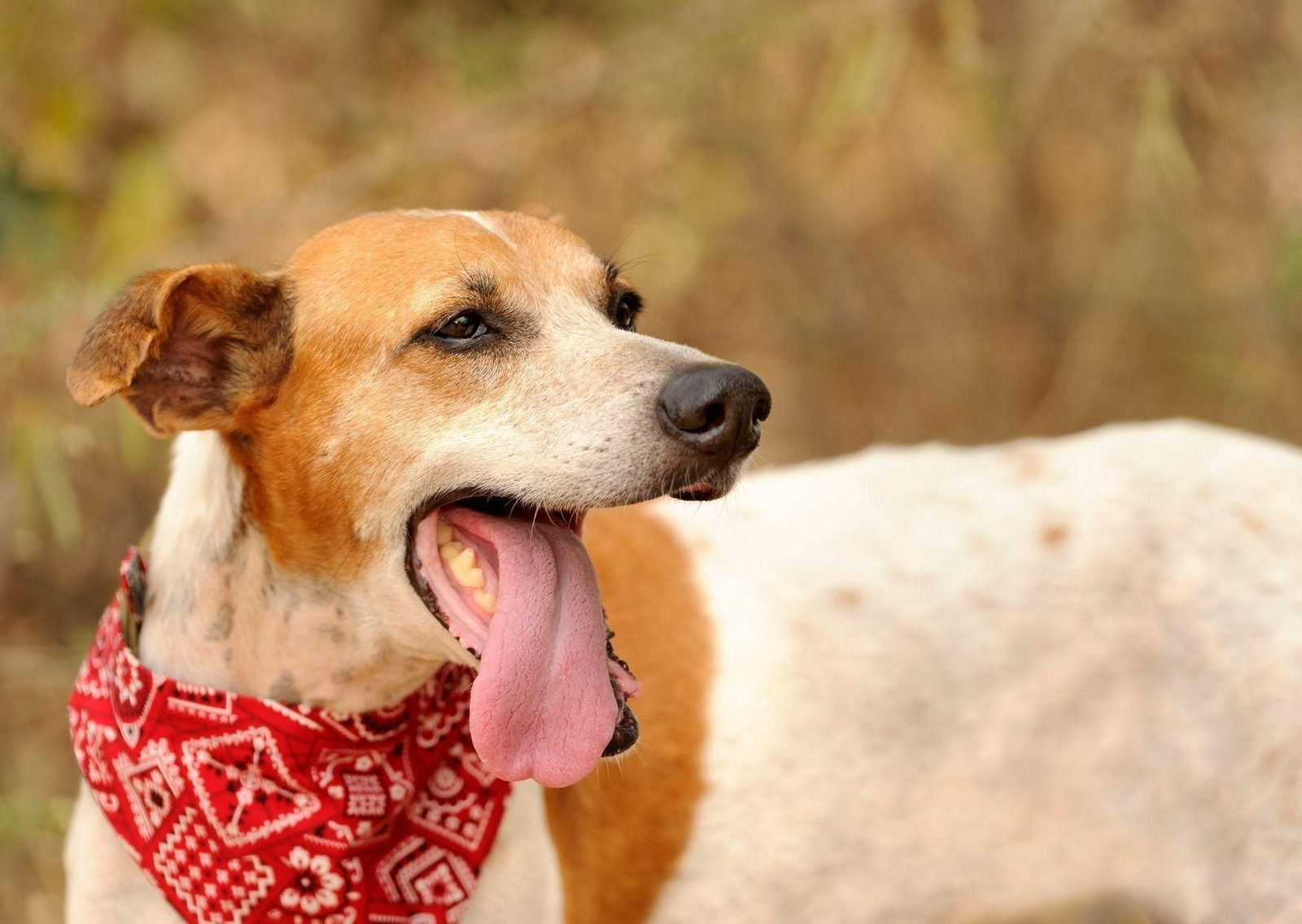 Lista de consejos para tu mascota con la llegada de la primavera