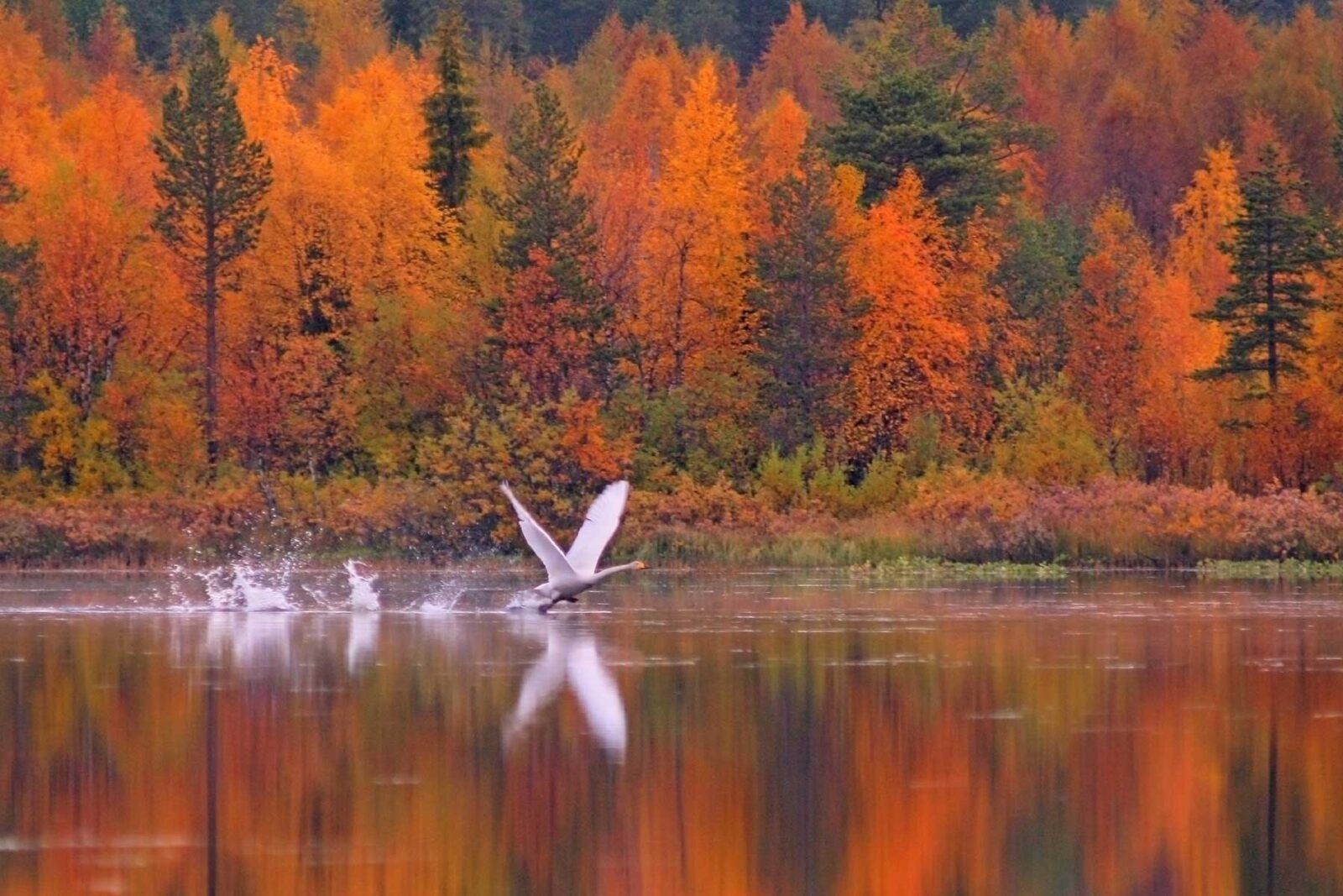 Un bosque finlandés en otoño