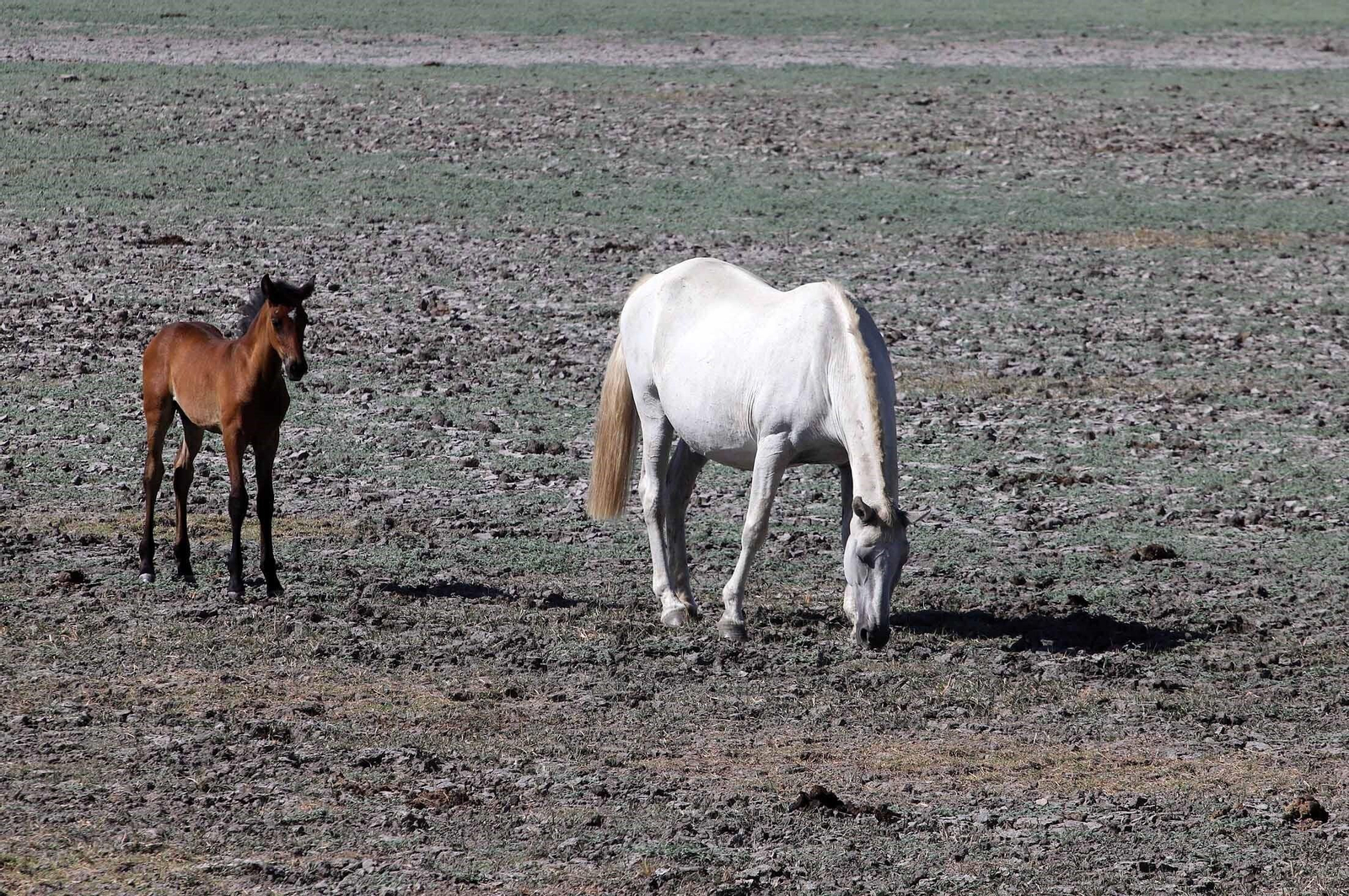 La marisma junto a la ermita de El Rocío seca, en imágenes