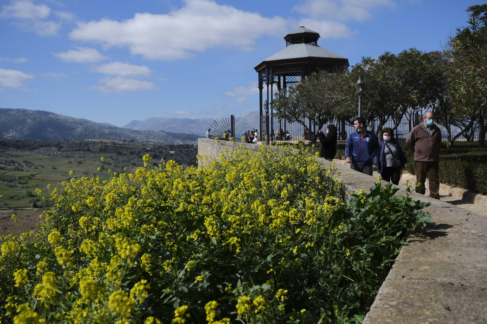 Flores silvestres en la cornisa del Tajo de Ronda.