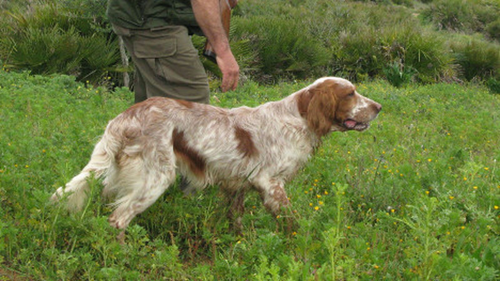 Un perro de caza acompañando a su dueño.