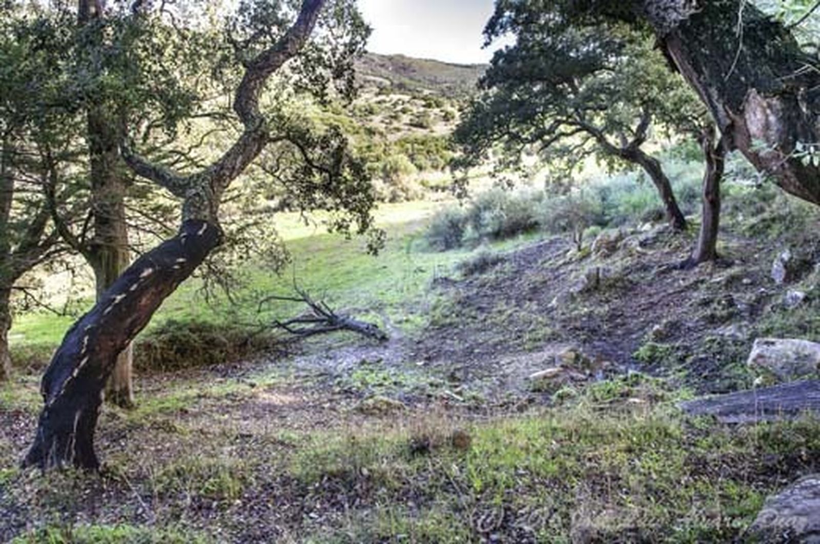 Manantial del arrroyo del Muerto.