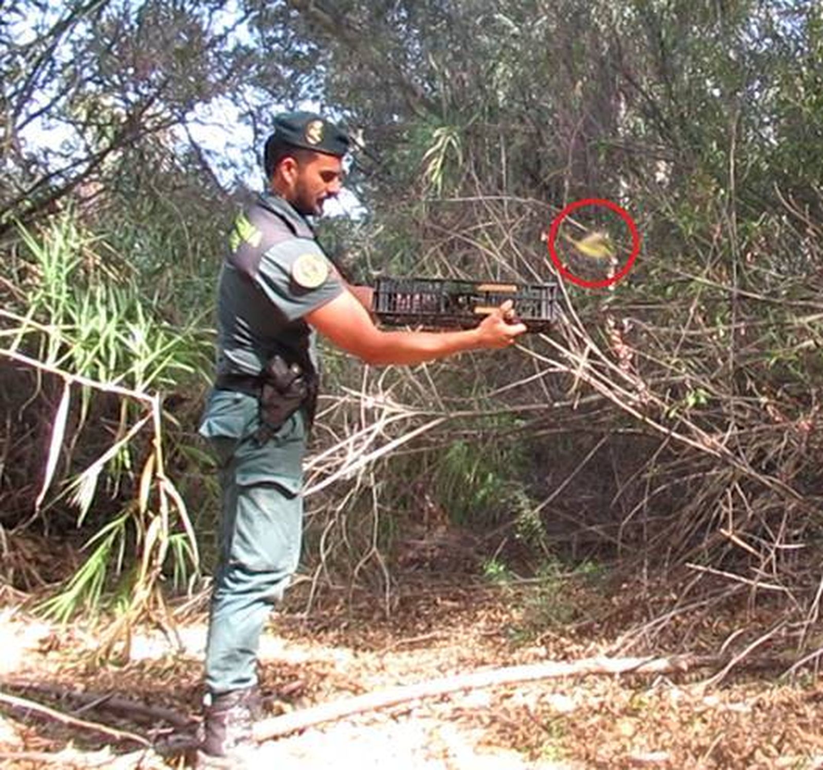 Investigado por cazar aves fringílidas con medios de captura prohibidos