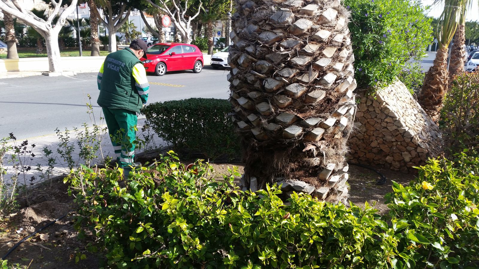 En el Bulevar Ciudad de Vícar se están plantando las nuevas especies.