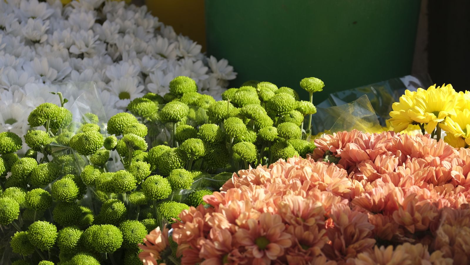 Imágenes del Día de Todos los Santos en el Cementerio de San José de Almería