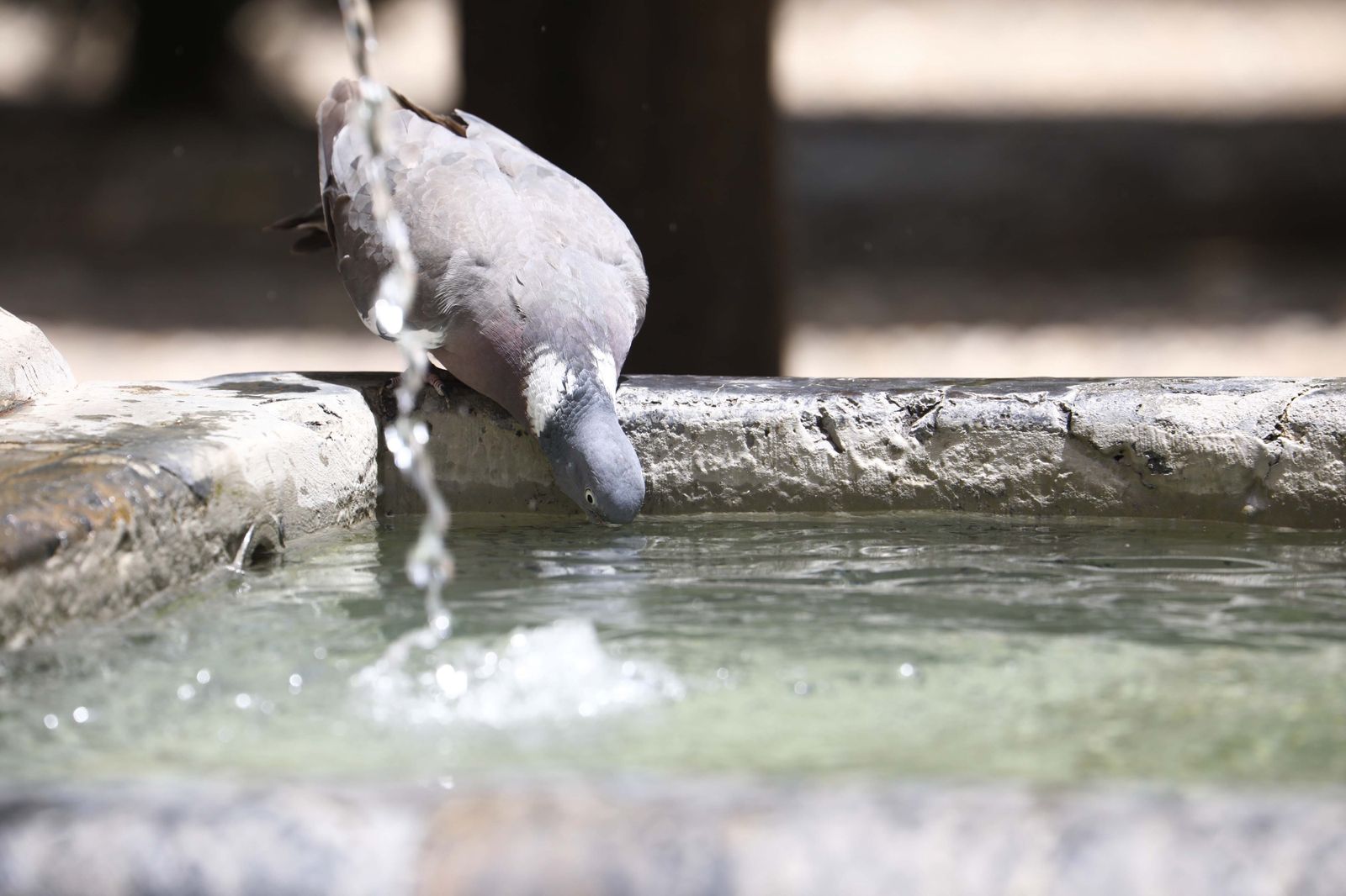 Un sábado en Córdoba en alerta naranja por calor, en imágenes