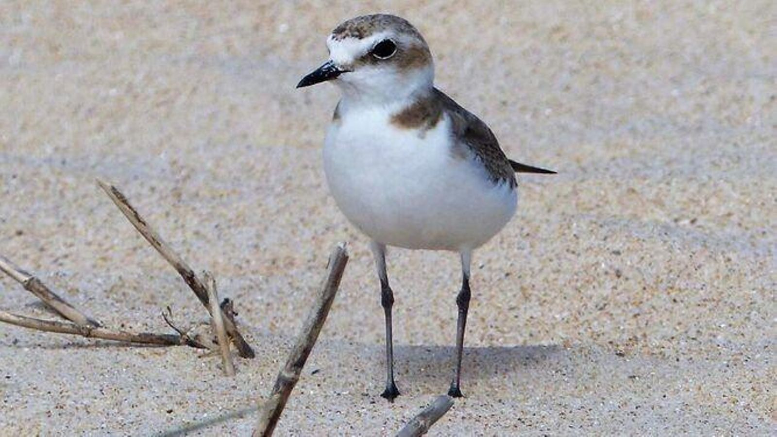 Ejemplar de Chorlitejo Patinegro.