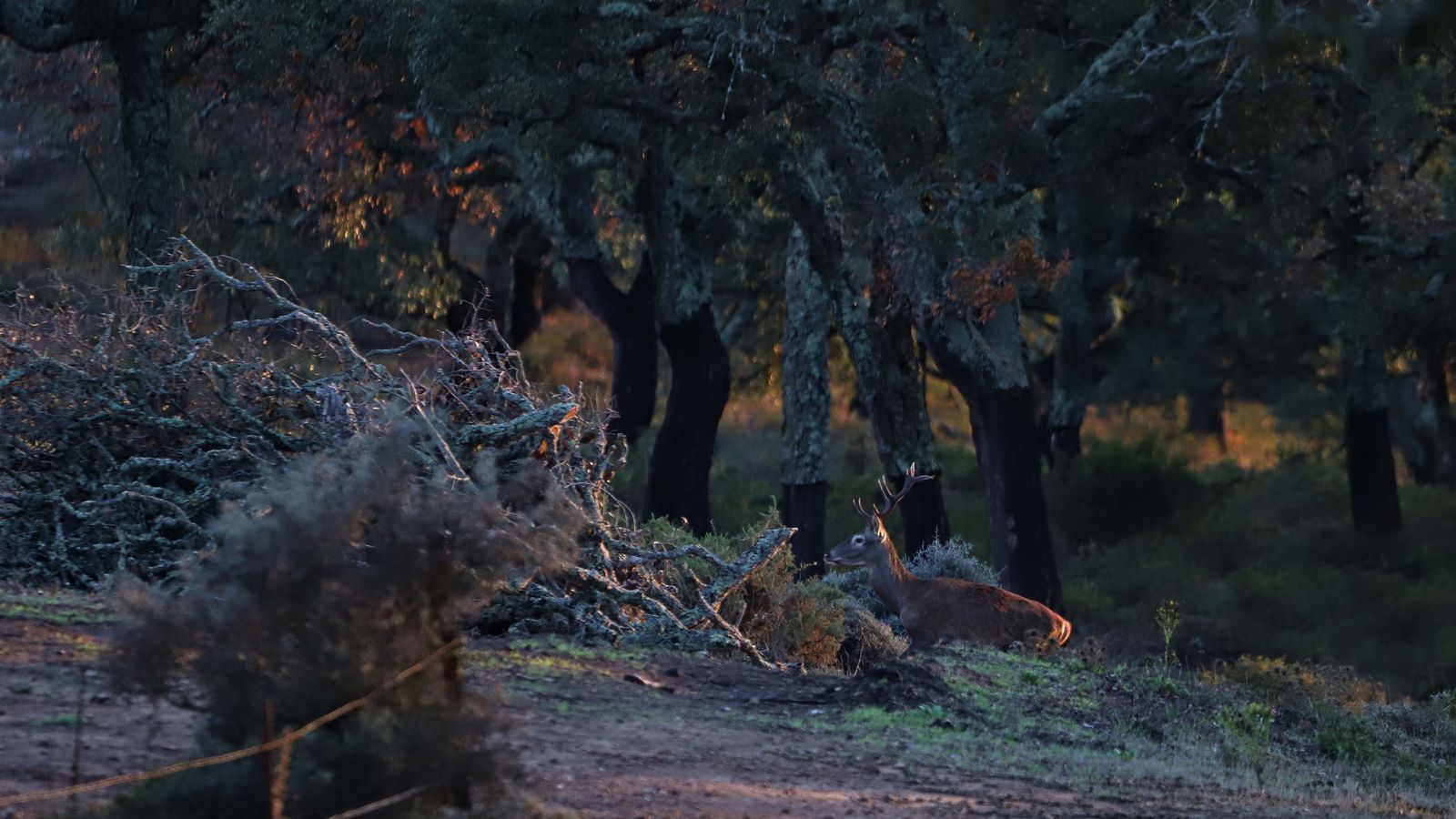 Fotos de la berrea en el Campo de Gibraltar