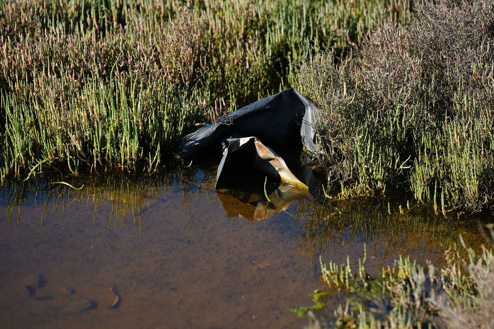 Fotos de la contaminación en el paraje natural marismas del Río Palmones