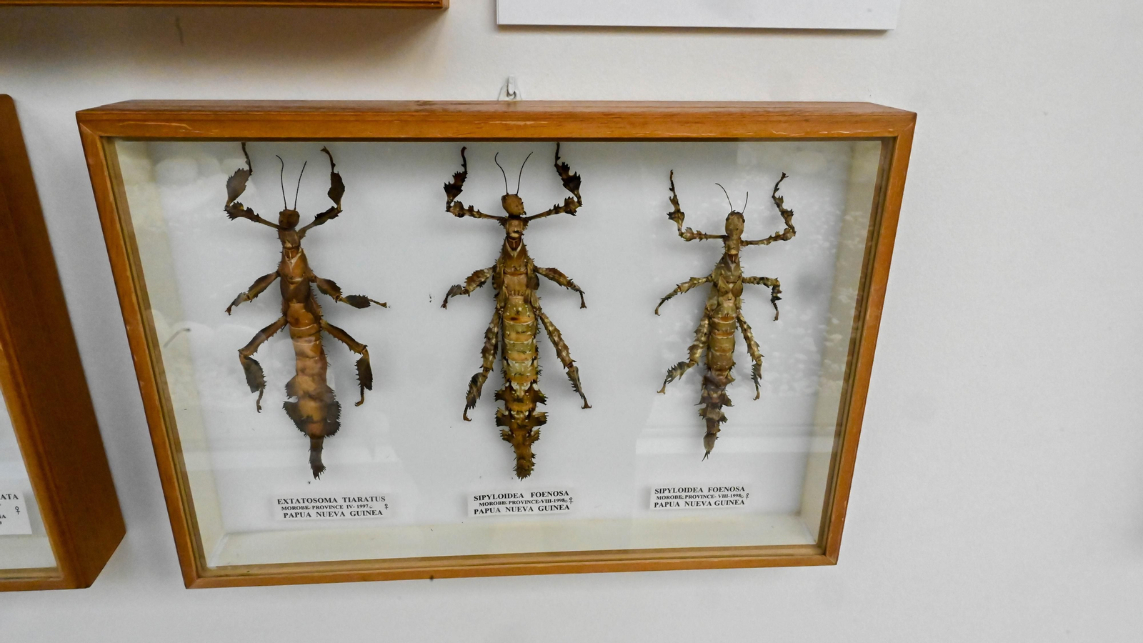 Las fotos de la colección etimologica de Pepe Torres en el Museo Cruz Herrera