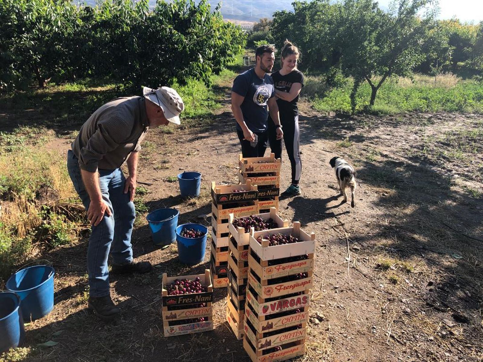 Pepe Zoyo y sy familia encaran ahora la cosecha de la cereza más tardía.