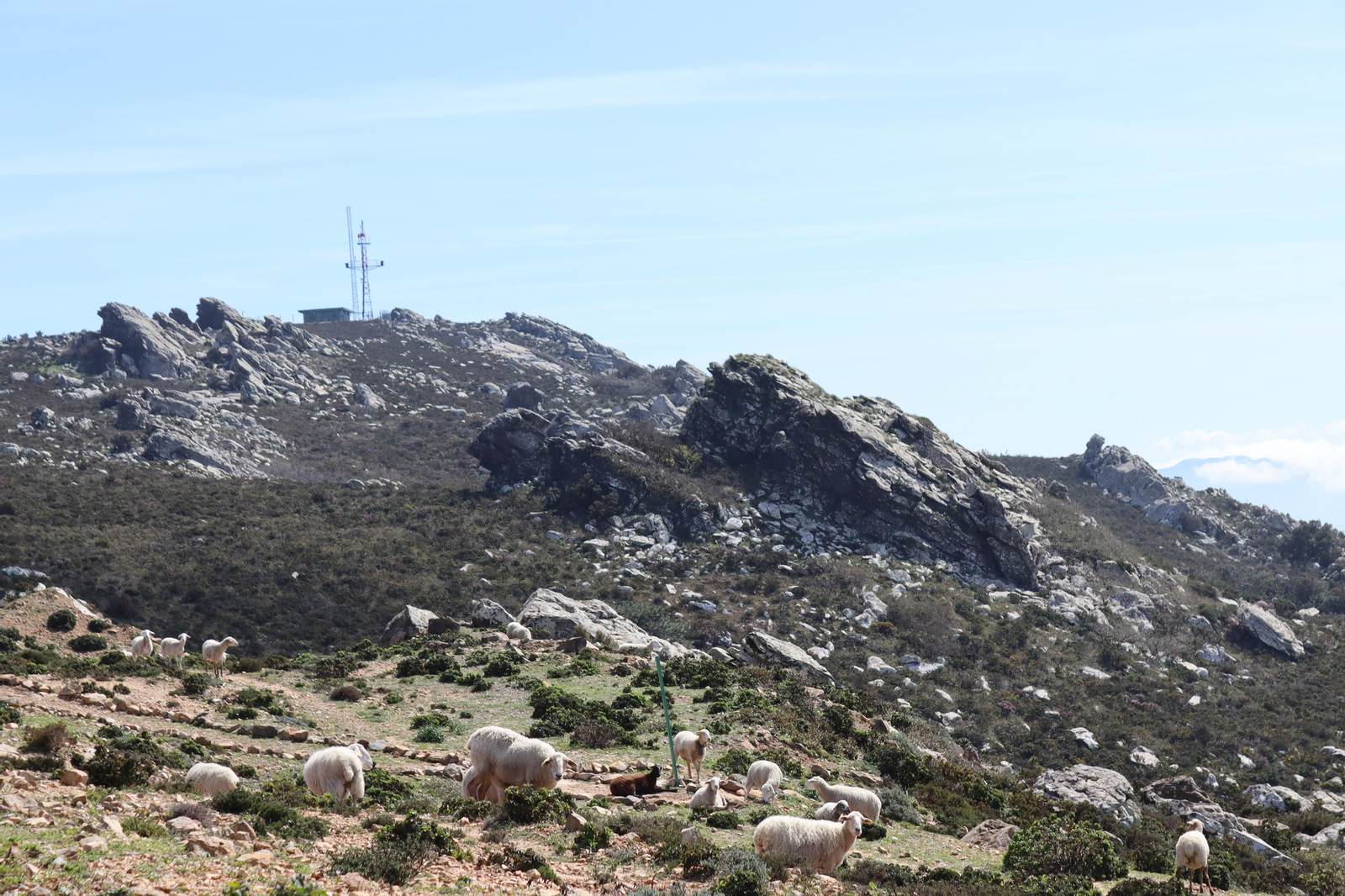 Fotos de la flora y fauna del Parque Natural de Los Alcornocales