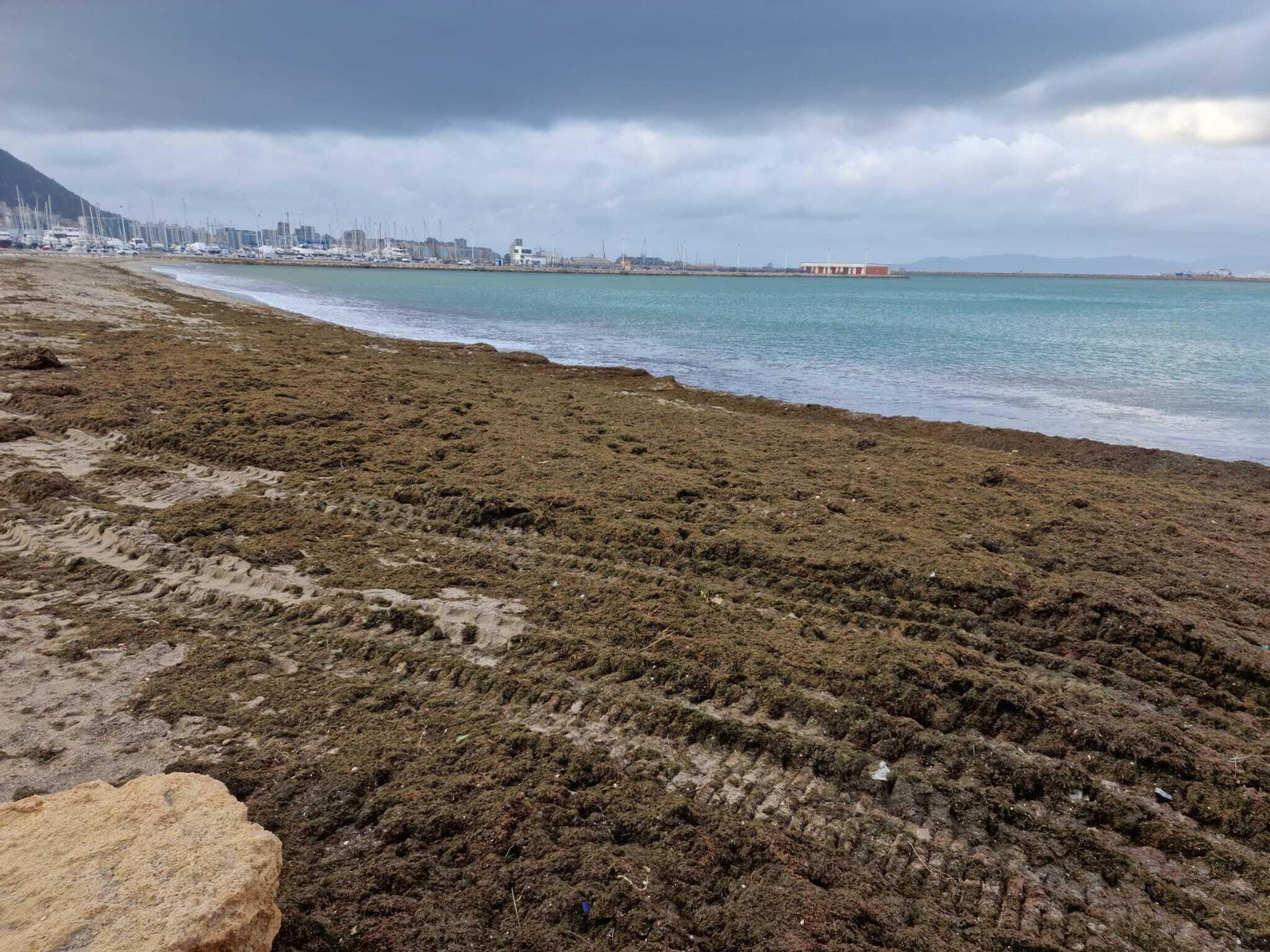 Limpieza de algas en La Línea.