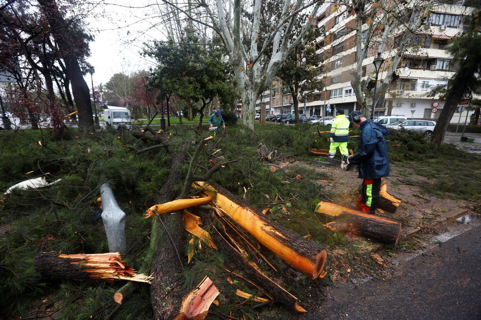 Los daños del último temporal que ha pasado por Córdoba, en imágenes