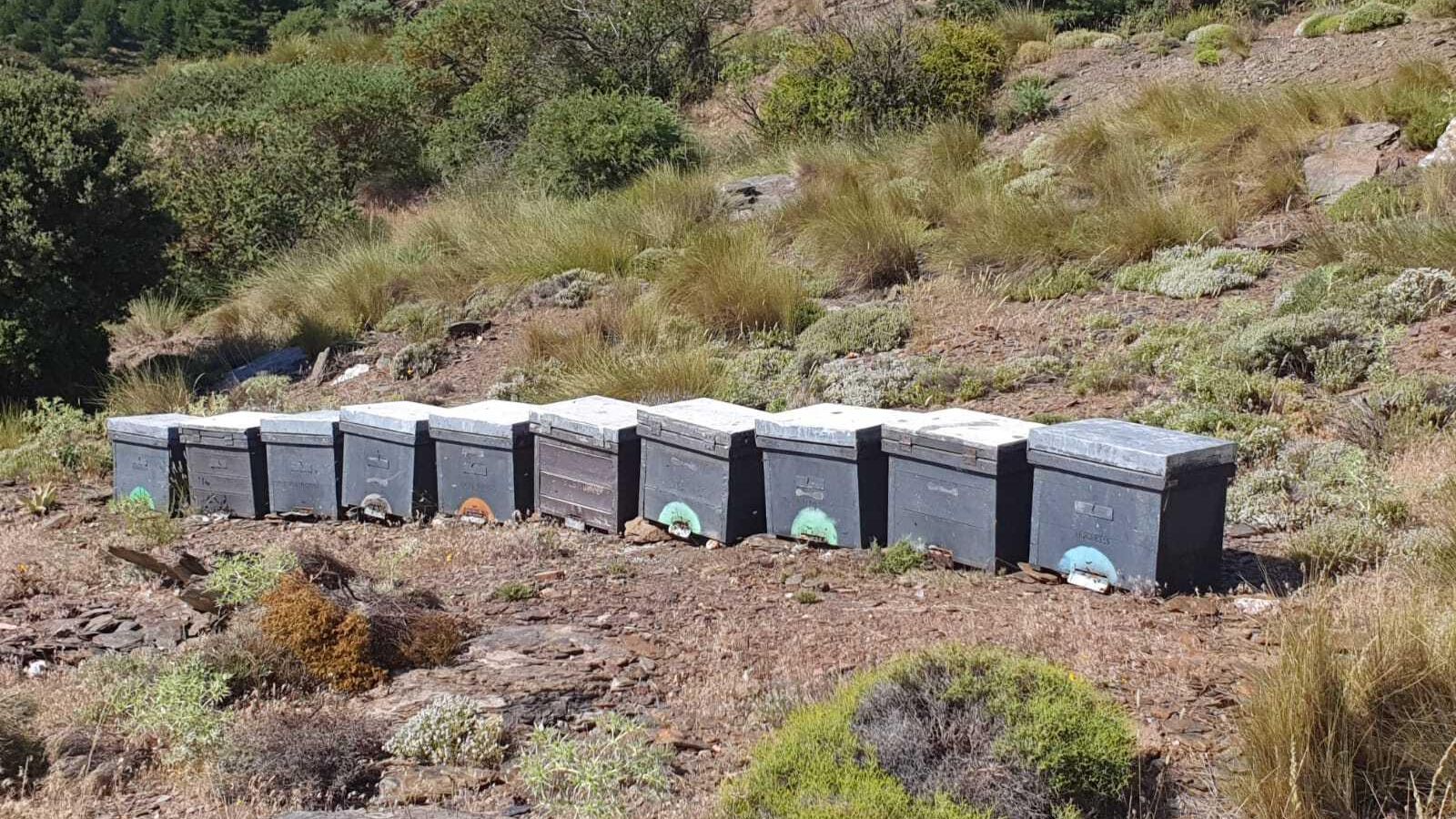 Inteligencia artificial para conseguir mieles florales de Sierra Nevada biosaludables