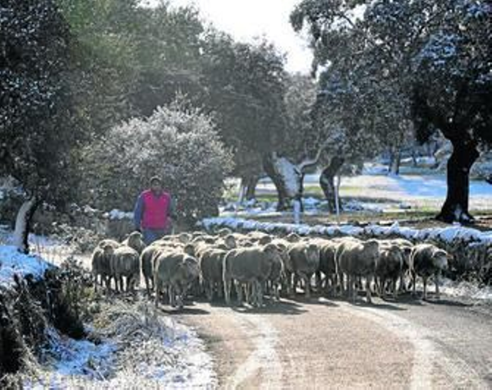 Un pastor con su rebaño, ayer, en una dehesa del valle de Los Pedroches.