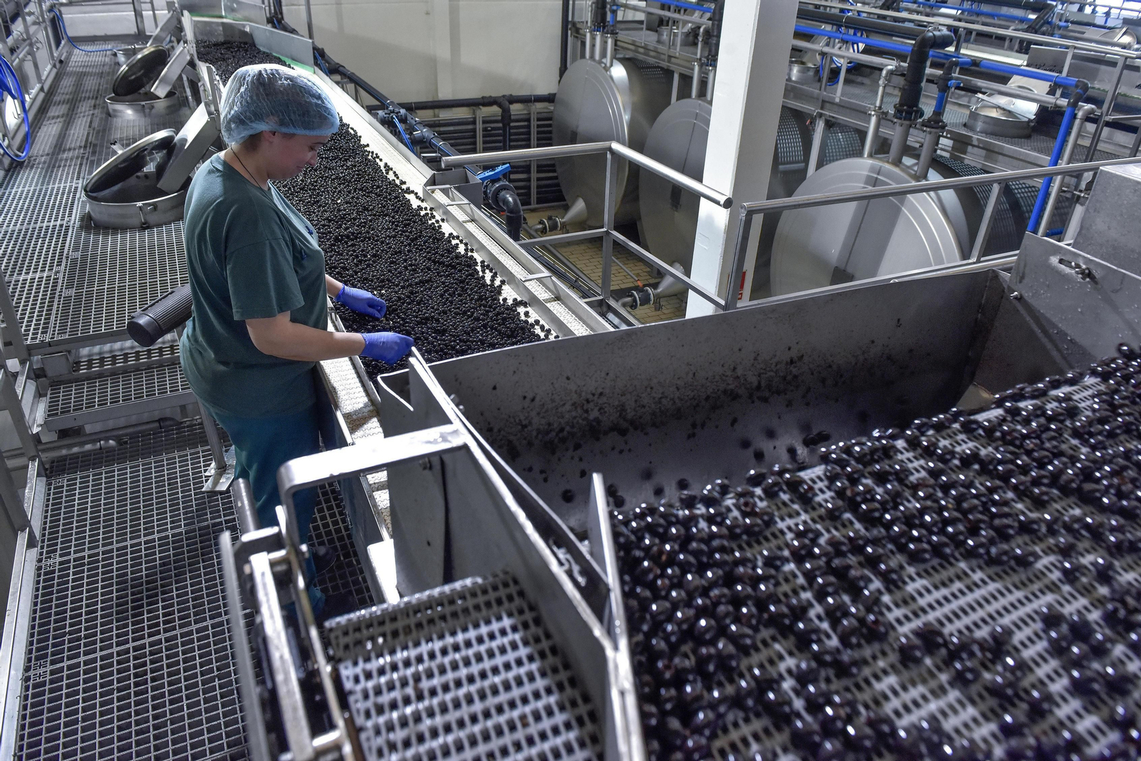 Manipulado de la aceituna negra.