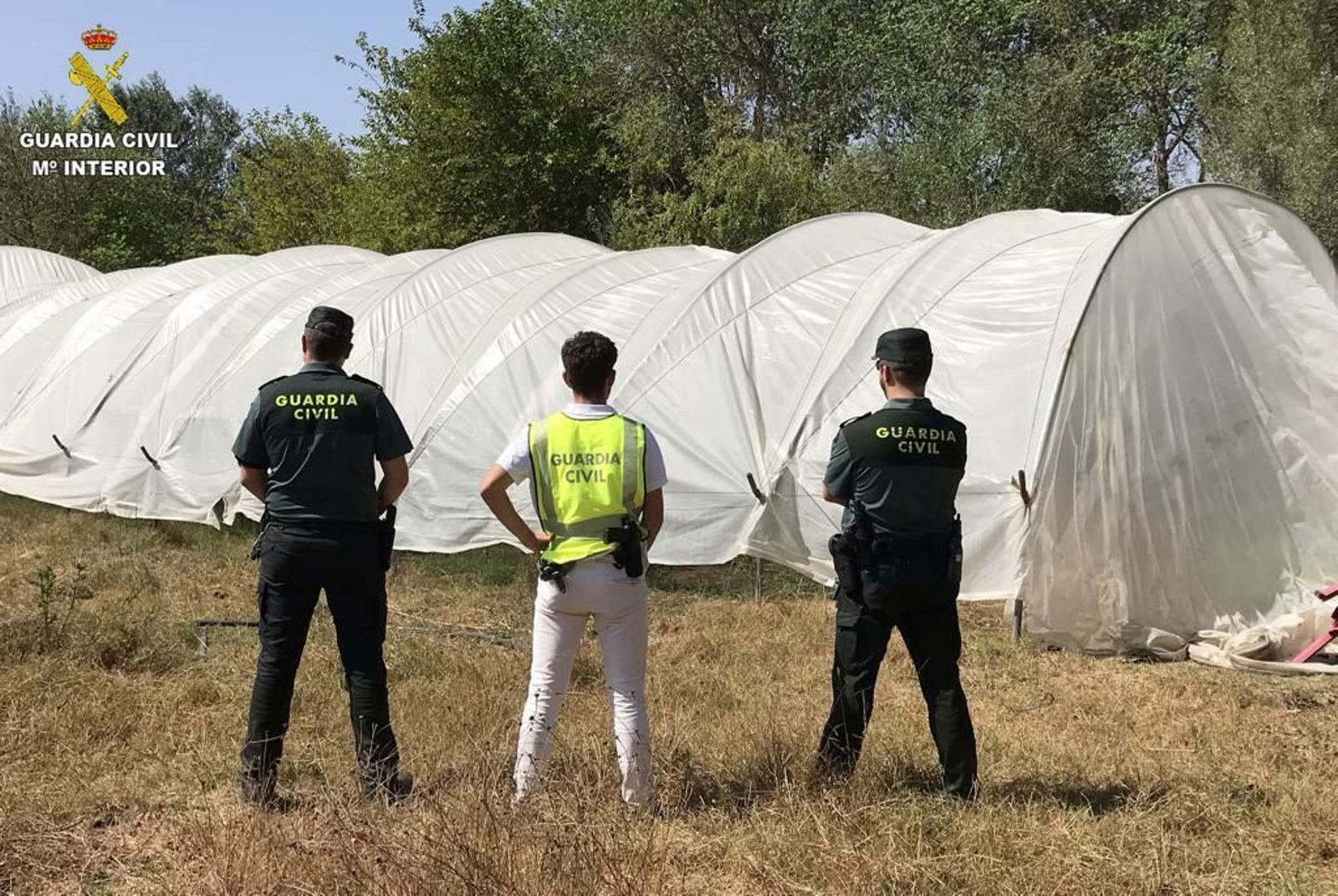 Imagen del cultivo de marihuana desmantelado por la Guardia Civil.