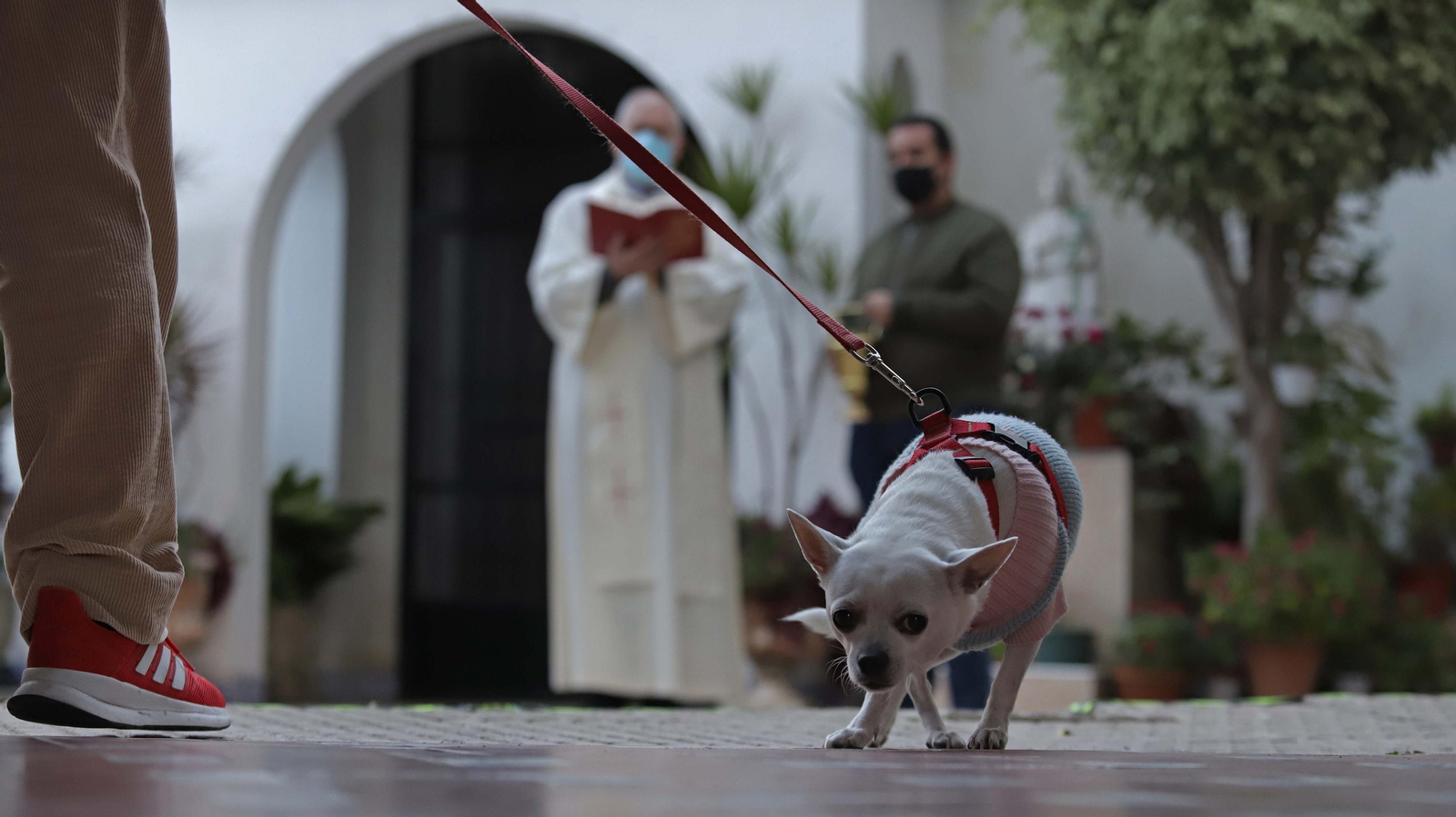 Celebración de San Antón en Algeciras